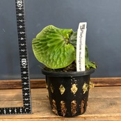 ビカクシダ　マダガスカリエンセ　P.madagascariense【588】