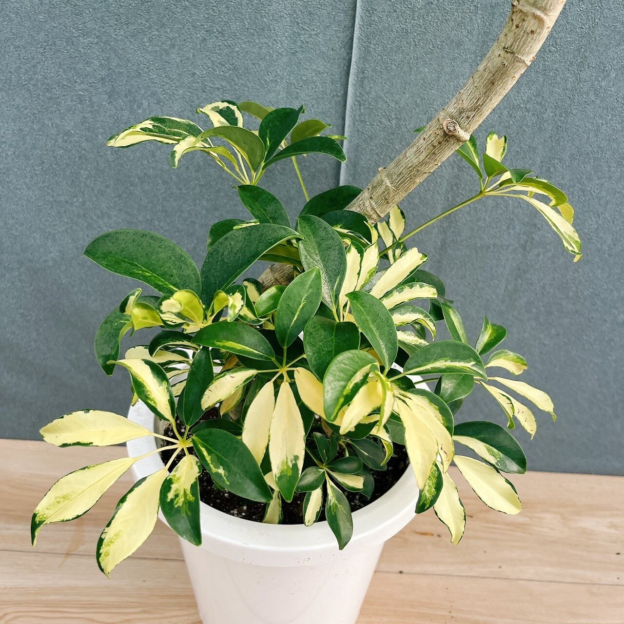現品］14番 シェフレラ グランディ 曲がり 8号 観葉植物 斑入り 室内