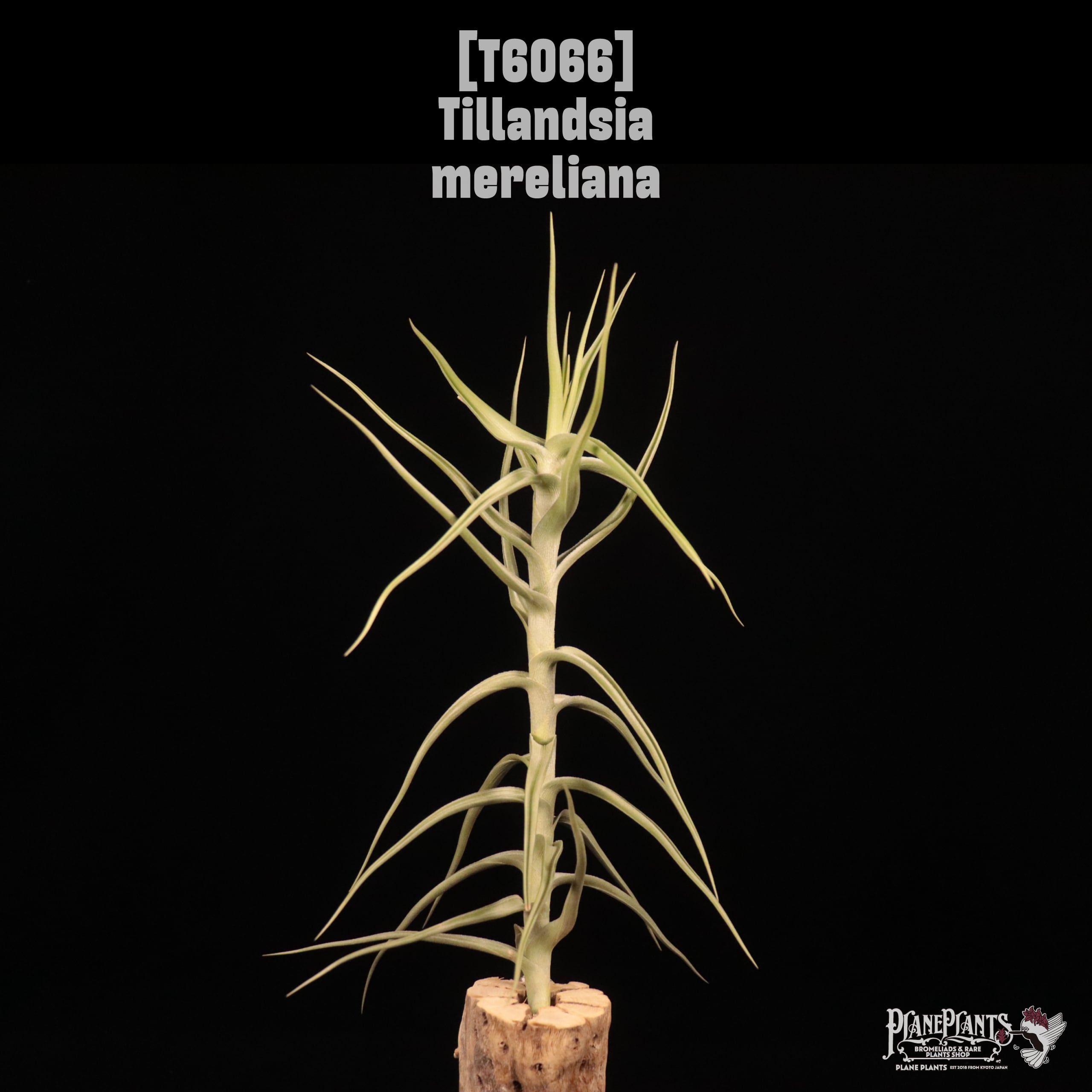 Tillandsia mereliana〔ティランジア〕T6066
