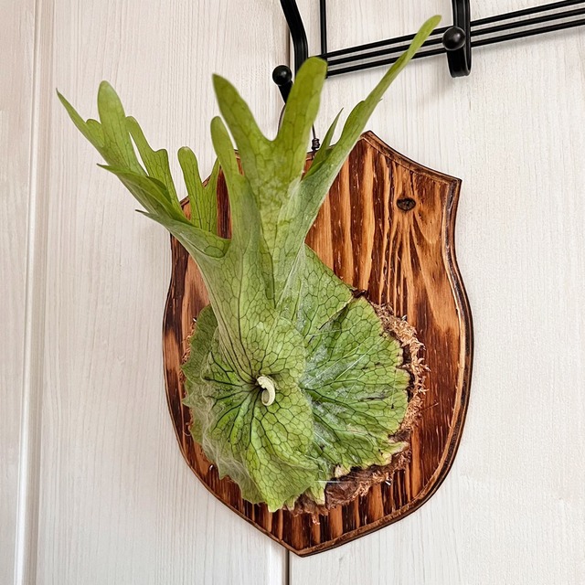 ビカクシダ グランデ 板付 【観葉植物 壁掛け コウモリラン】