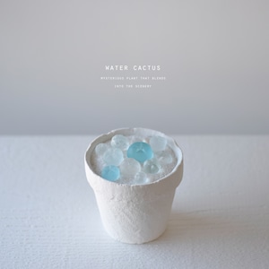water cactus (寄せ植え）