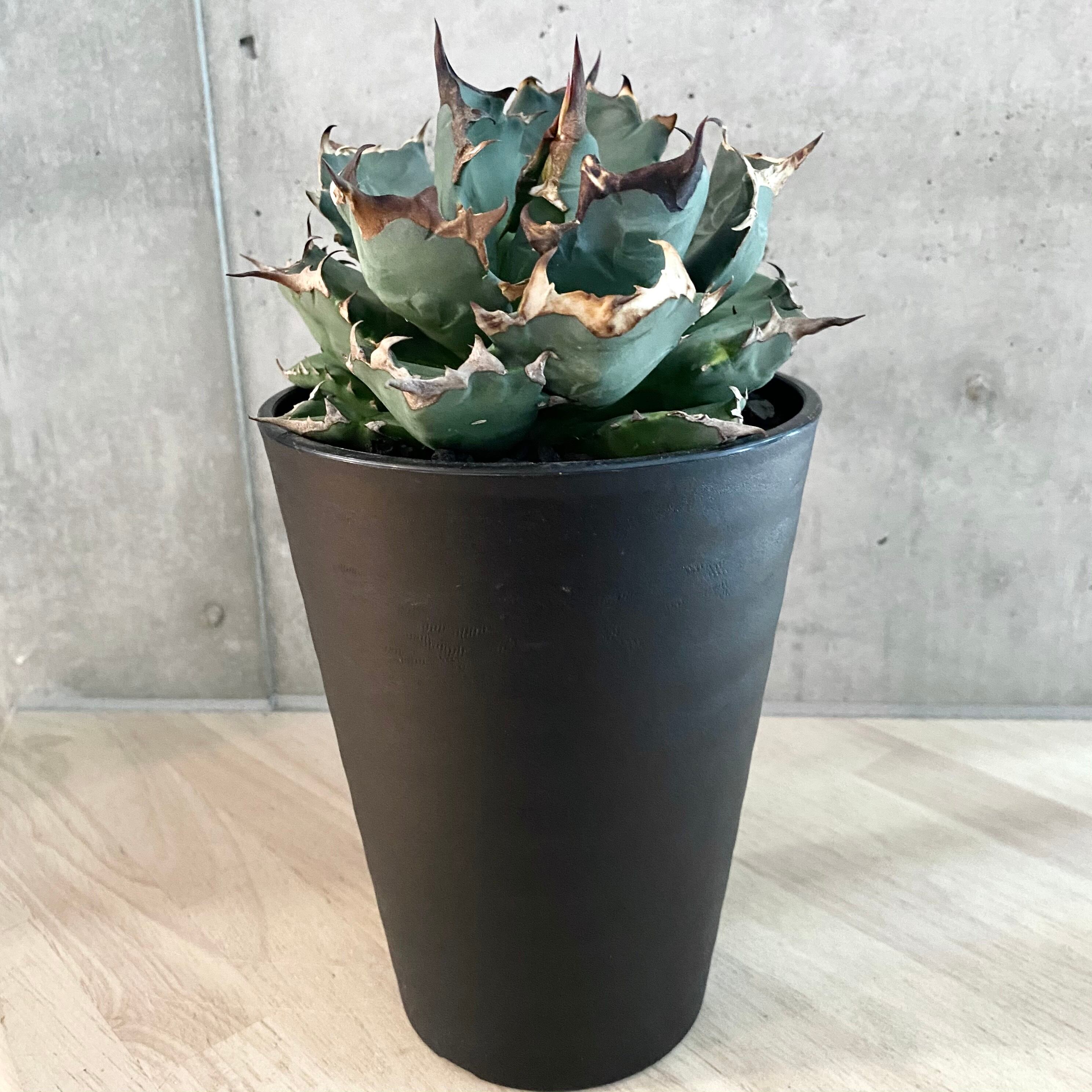 アガベ チタノタ 厳龍 優良大株 鉢植え発送 オテロイ 龍舌蘭 多肉植物 agave titanota 巌竜 /アガベ チタノタ 巌竜 【観葉植物】【多肉