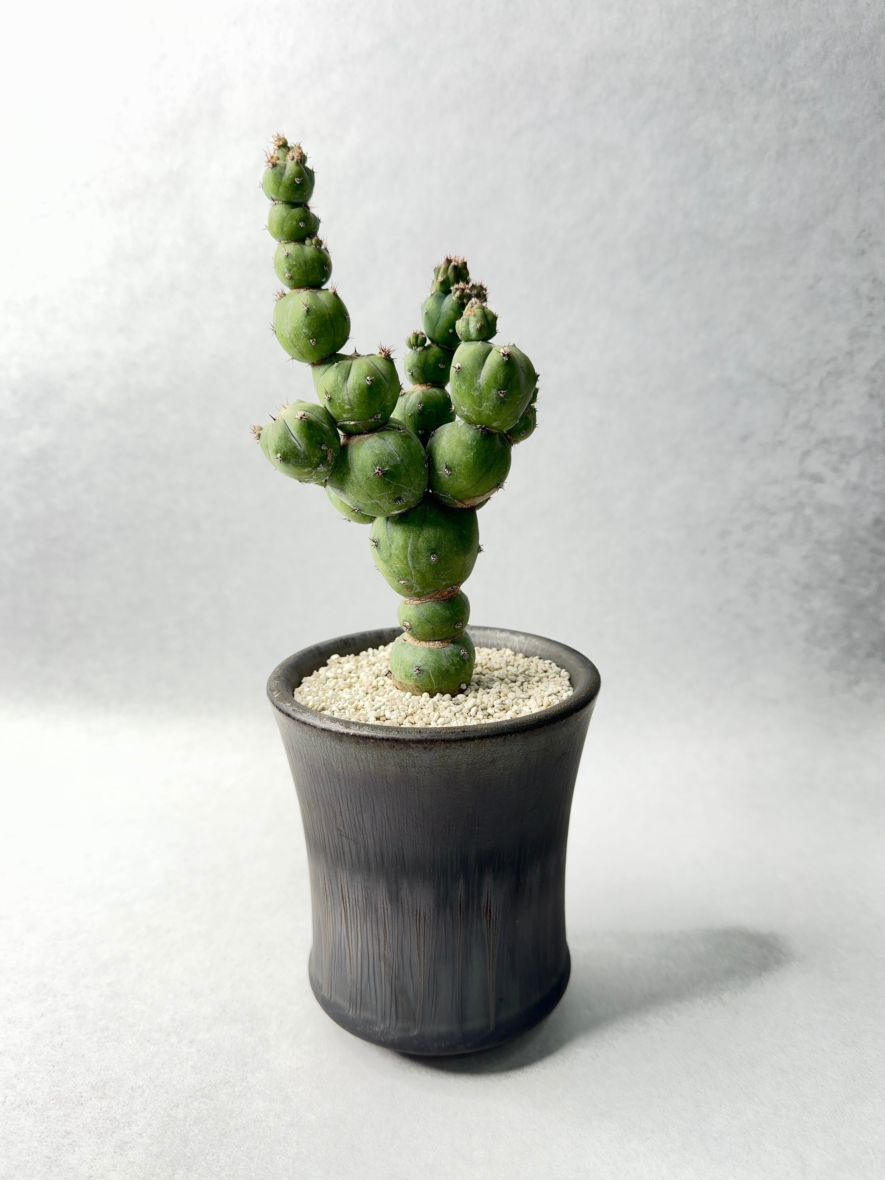 ミルチロカクタス・竜神木hyb.モンストローサ