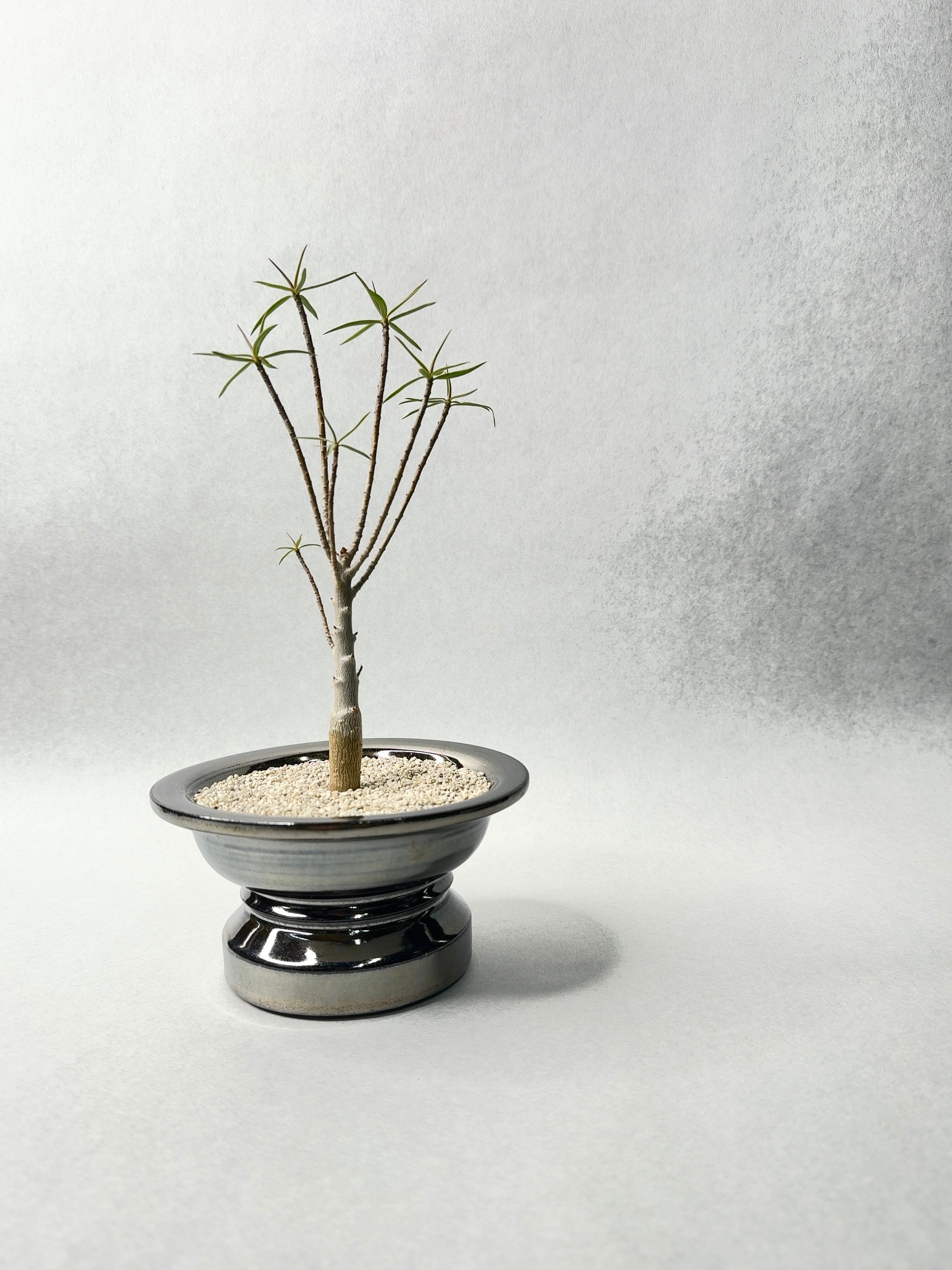 ユーフォルビア・バルサミフェラ | trigger