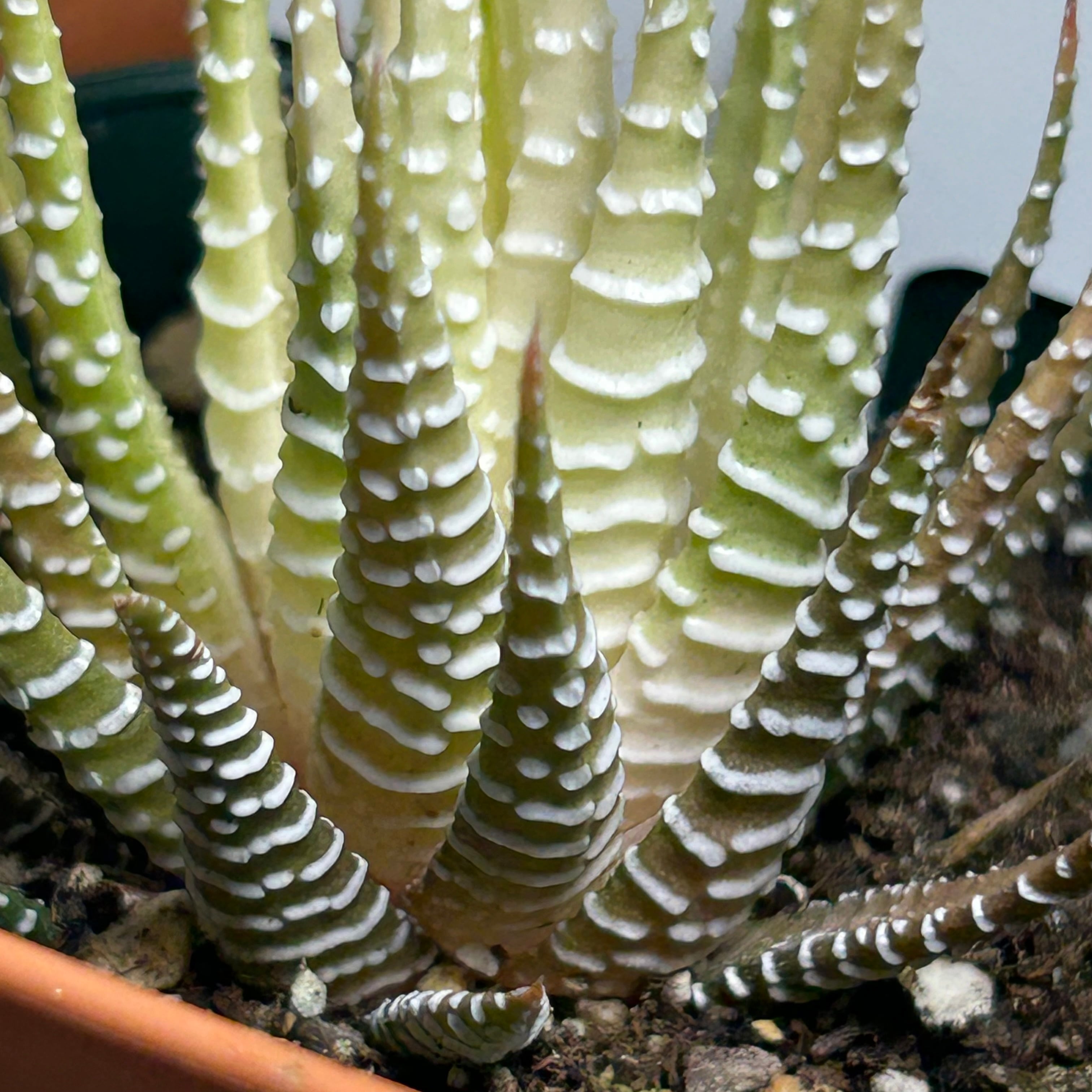 もも ハオルチア 白蝶 ハオルチア白蝶 | RuPo 多肉植物専門店