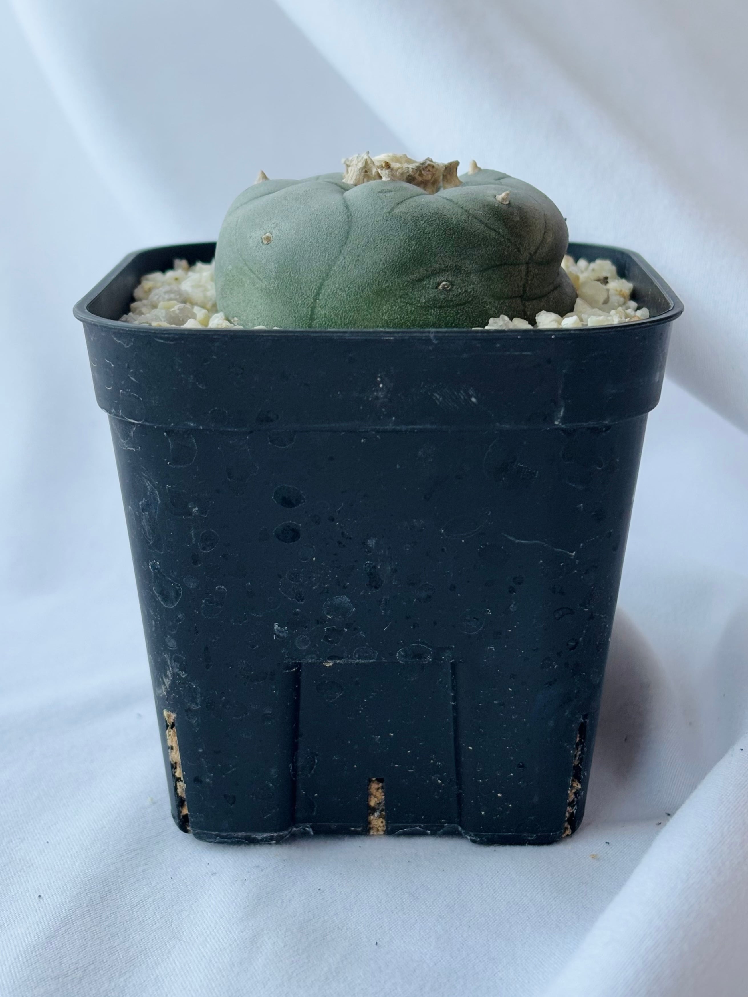 Lophophora williamsii ロフォフォラ 大型烏羽玉 サボテン | plants