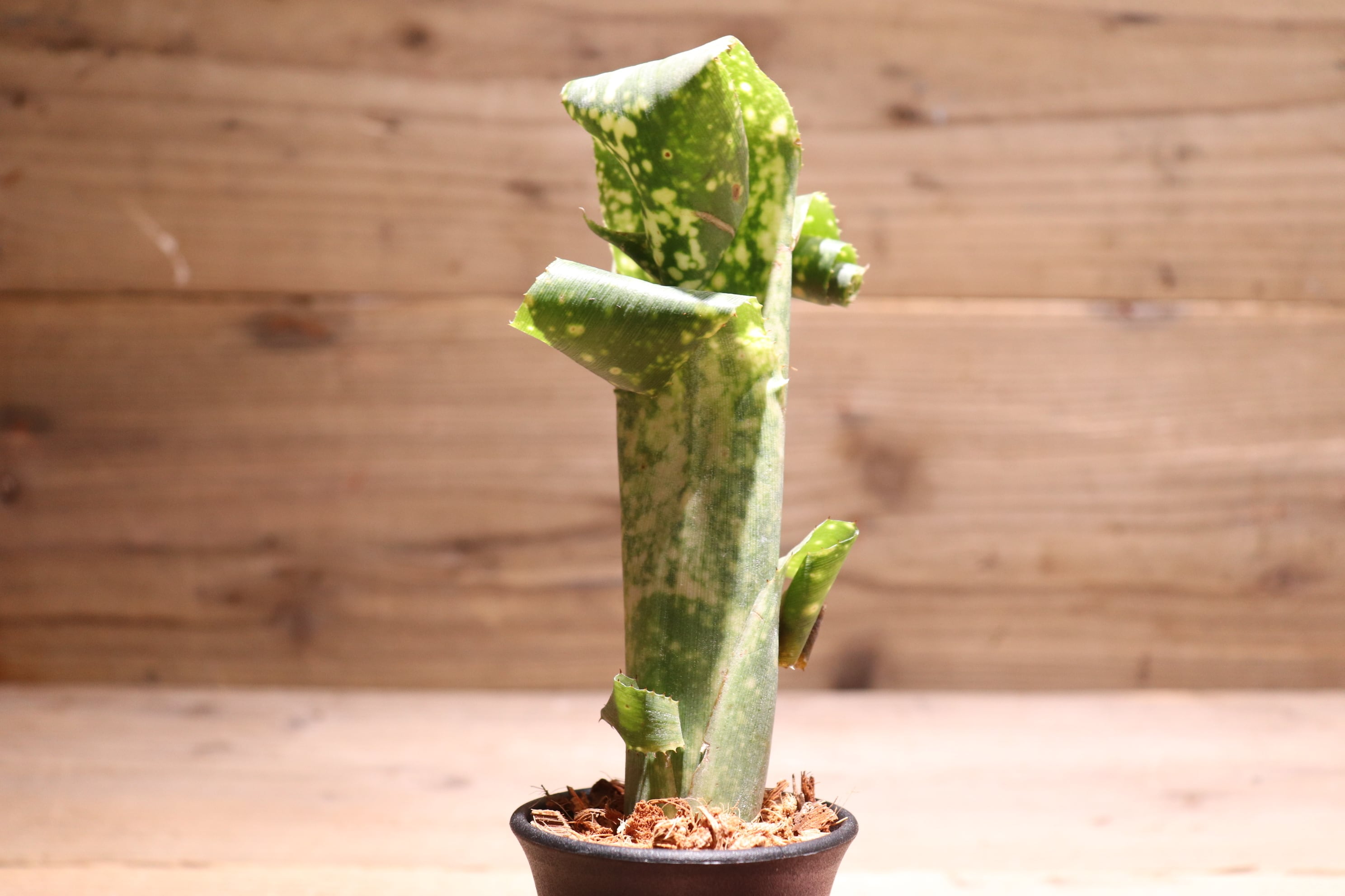 送料無料】Billbergia leptopoda〔ビルベルギア〕現品発送B0058