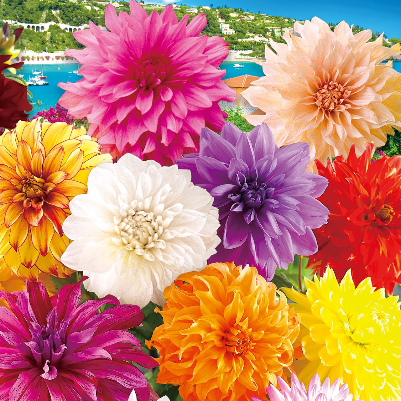 ダイヤモンドリリー 2色セット | ハッピーワールドガーデンonline