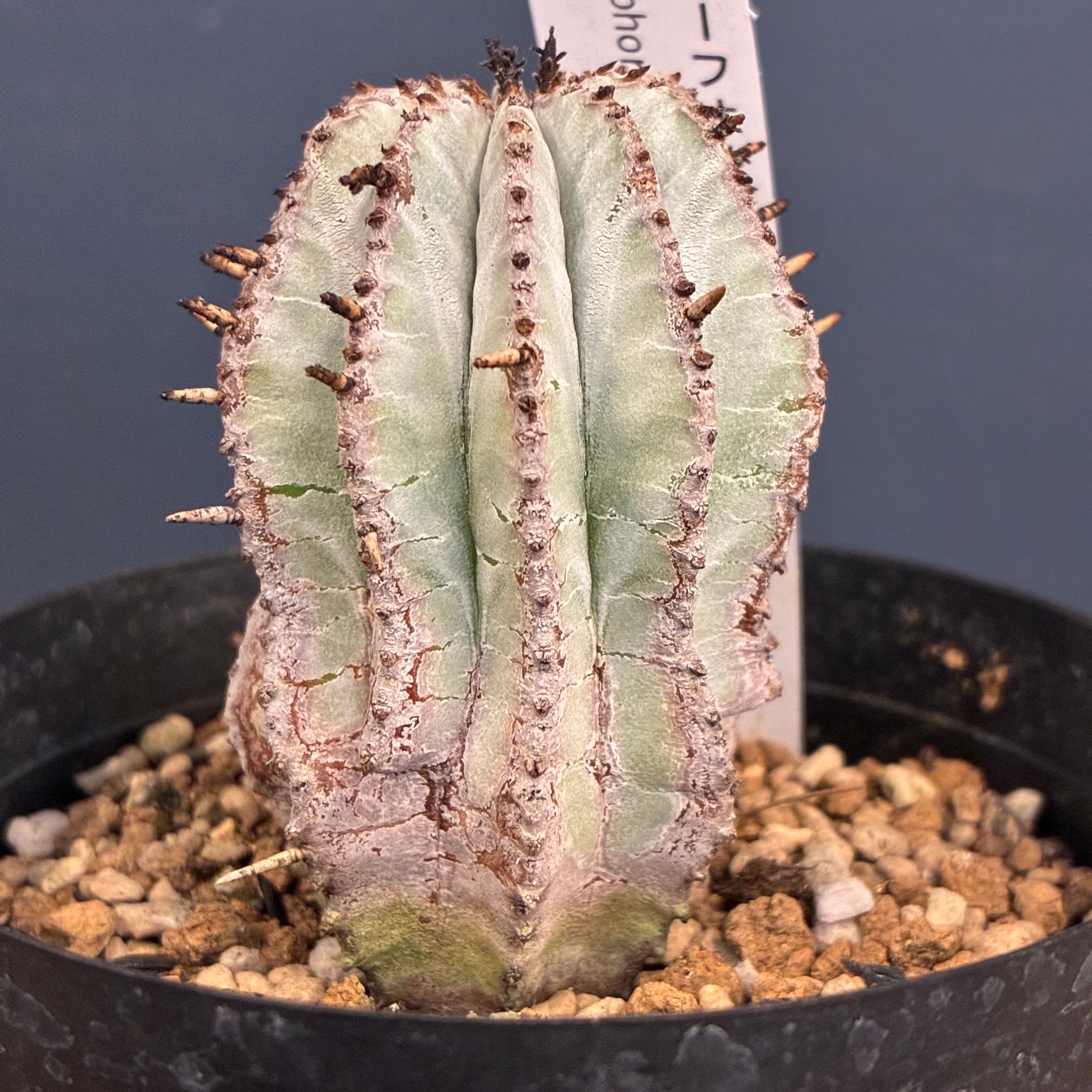 塊根植物 | PROTOLEAF プロトリーフ