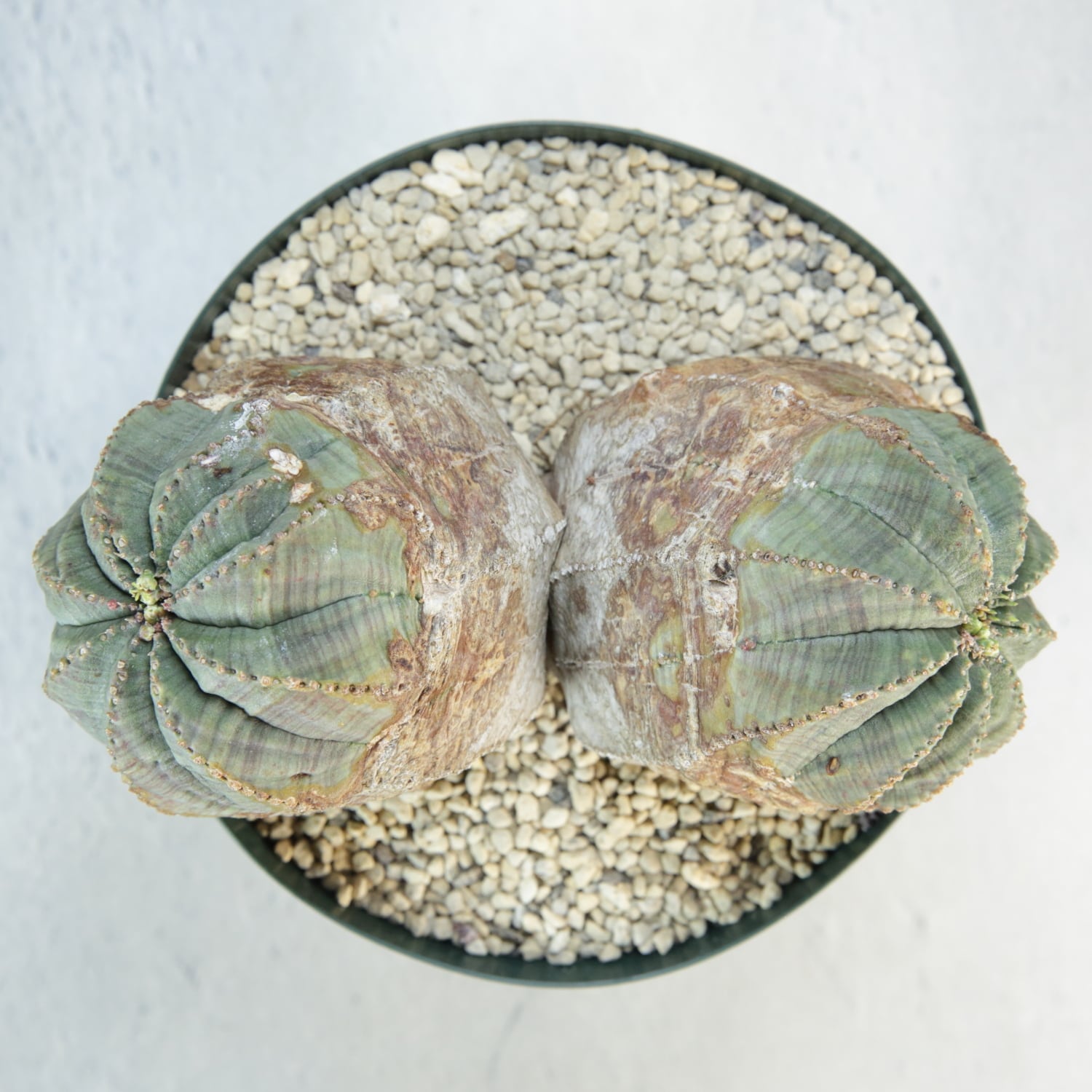 オス株【超厳選株】超大株 最大幅 約14.3cm ダブルヘッド ラギット