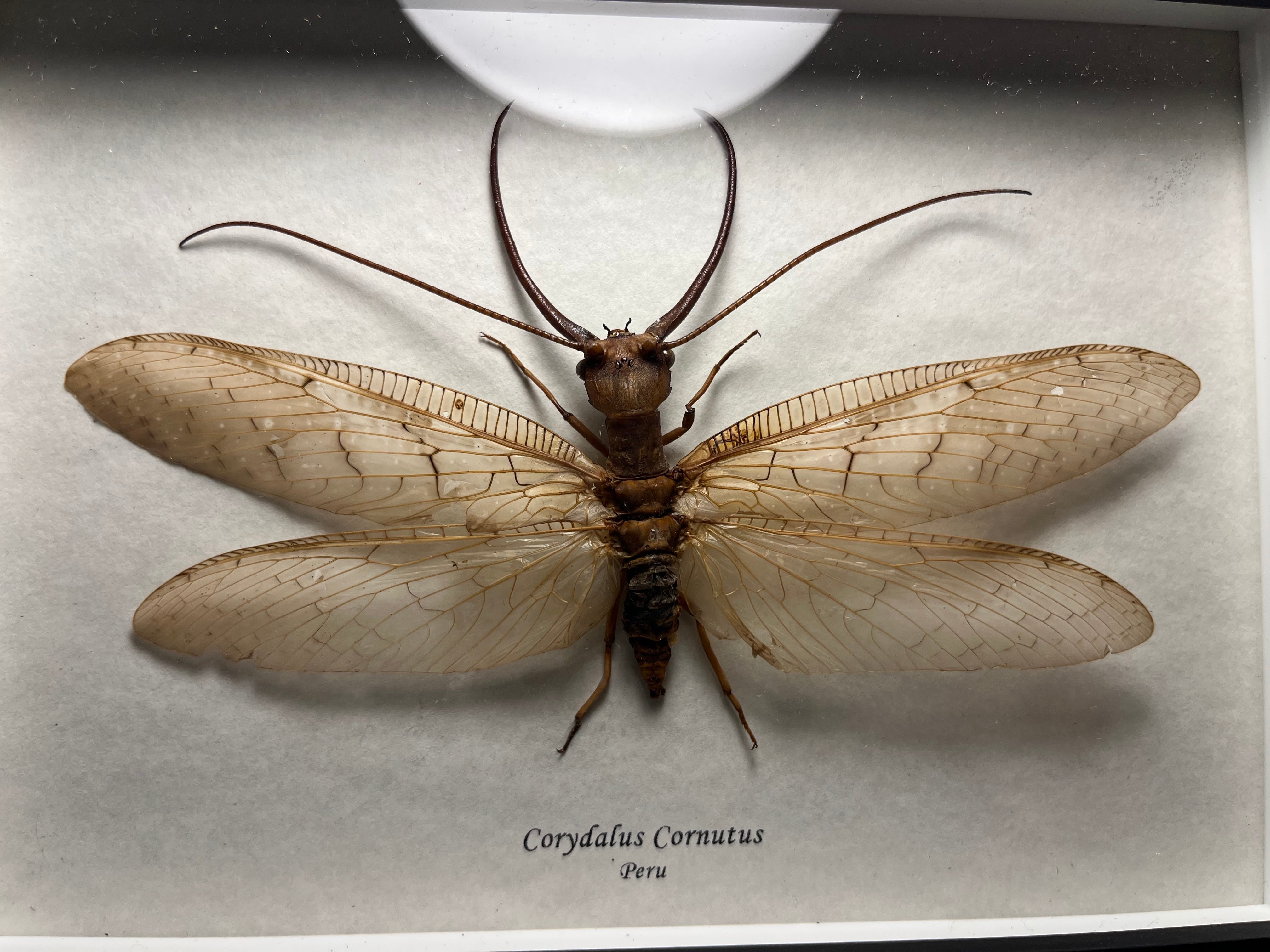 【23mm】キラキラアラメムカシタマムシ 昆虫標本 標本 甲虫 カミキリ 23mm】キラキラアラメムカシタマムシ 昆虫標本 標本 甲虫 カミキリ