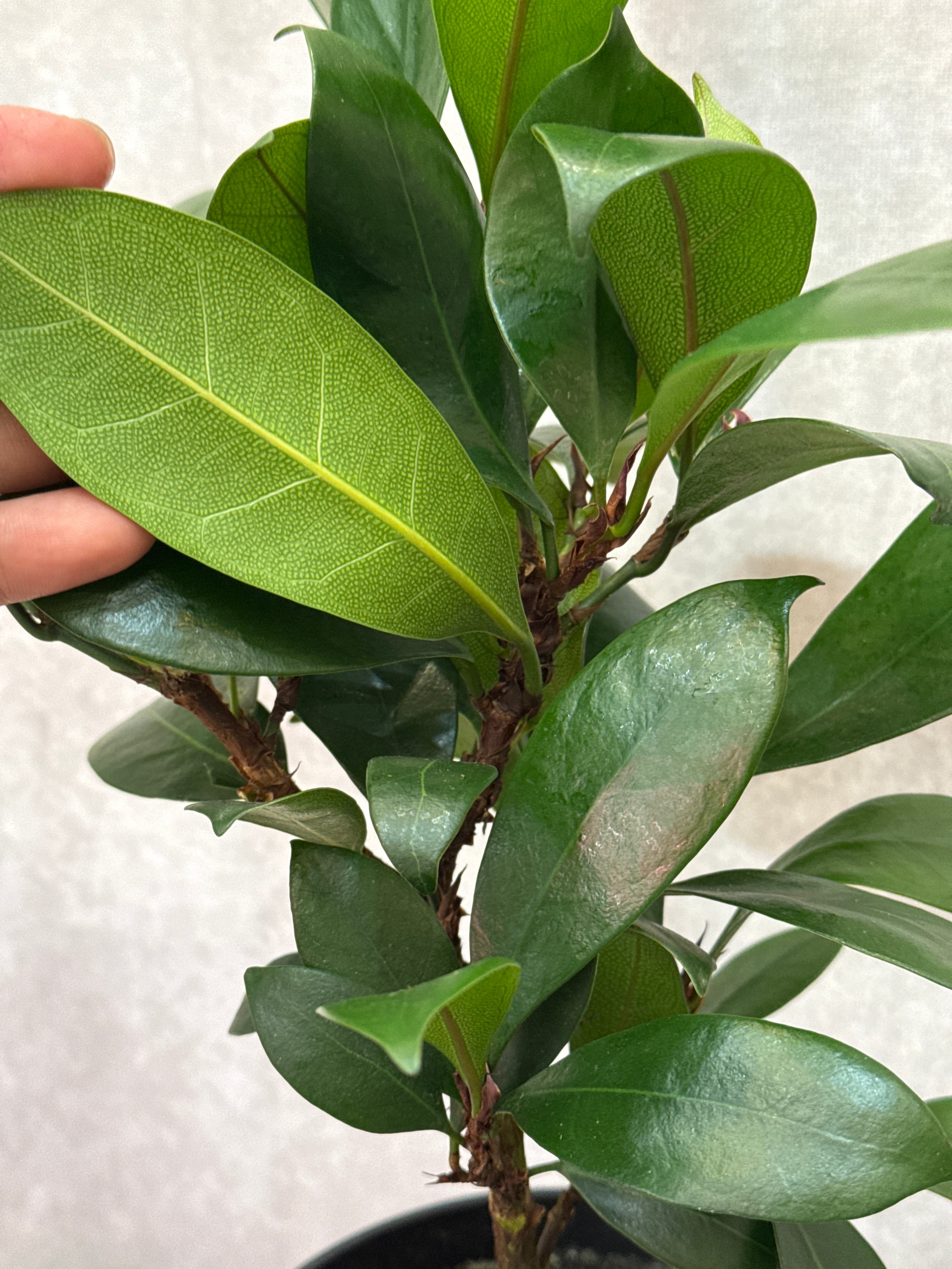 Ficus cyathistipula / フィカス キアティスティプラ | Gardenえん