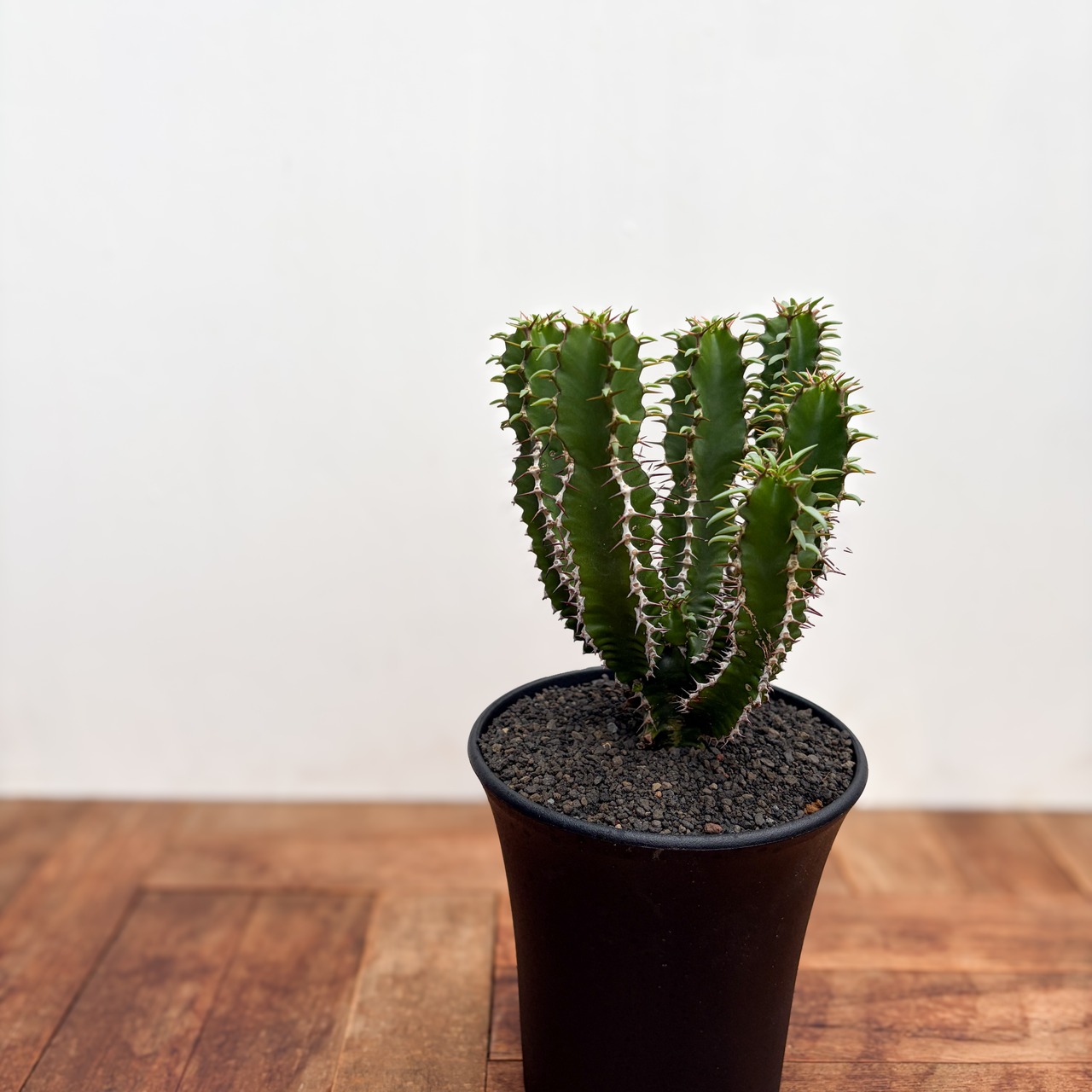 Euphorbia mlanjeana【ユーフォルビア・ムランジーナ】