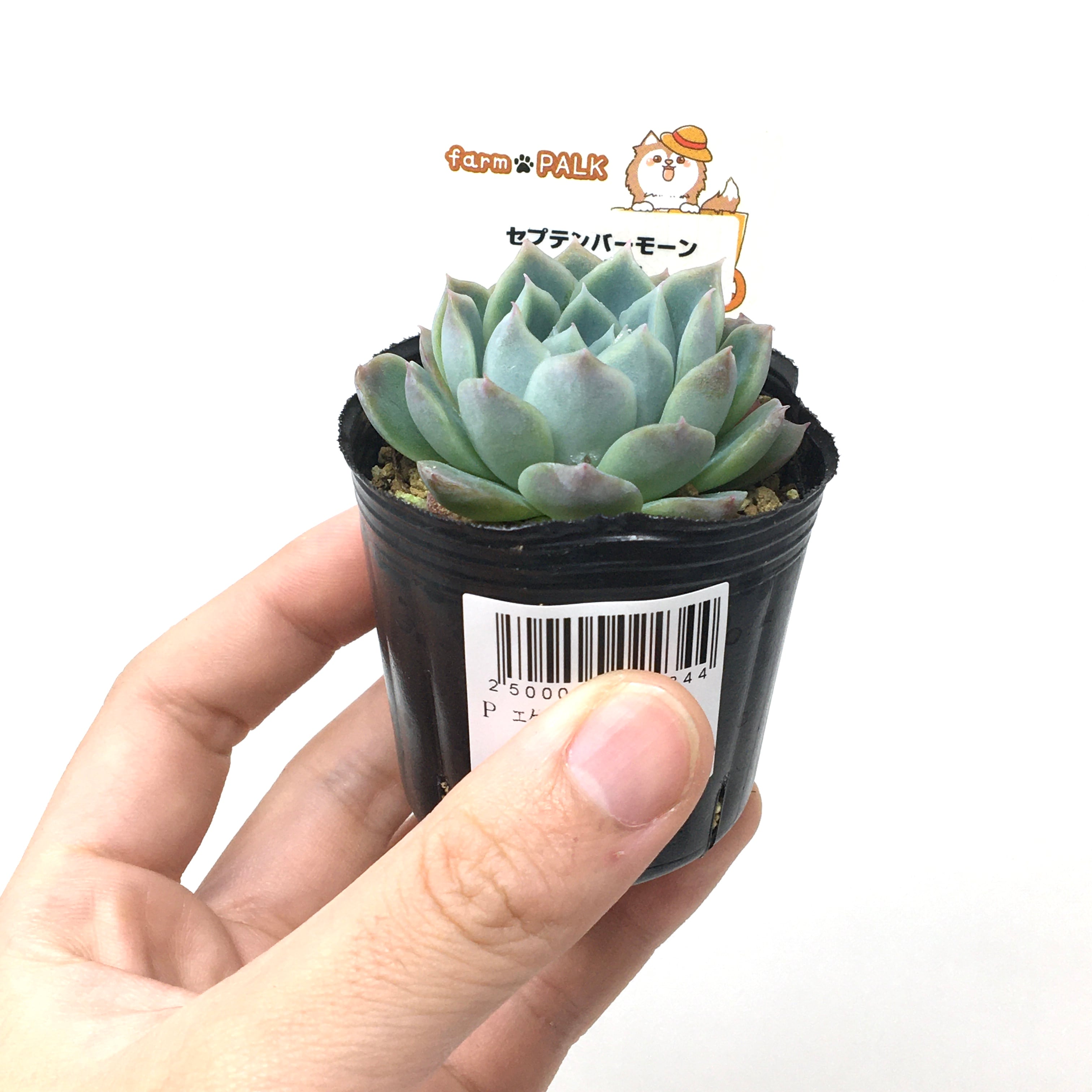 にじ★当日〜翌日発送★【フォロー割あり】 セプテンバーモーン×LaPaz【633】 | PROTOLEAF プロトリーフ