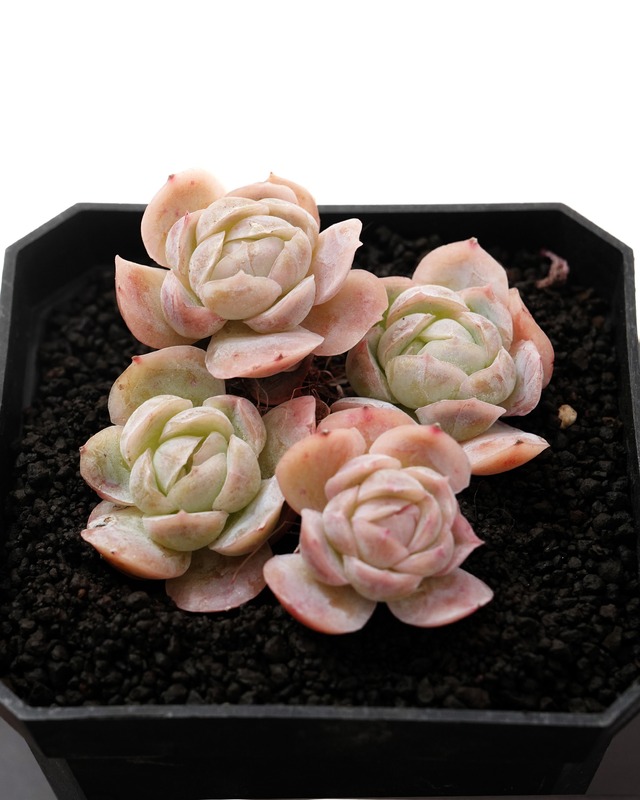 発根済カット苗 エレガンス ポトシナ 星影 3～4頭群生 Echeveria elegans 'Potosina'