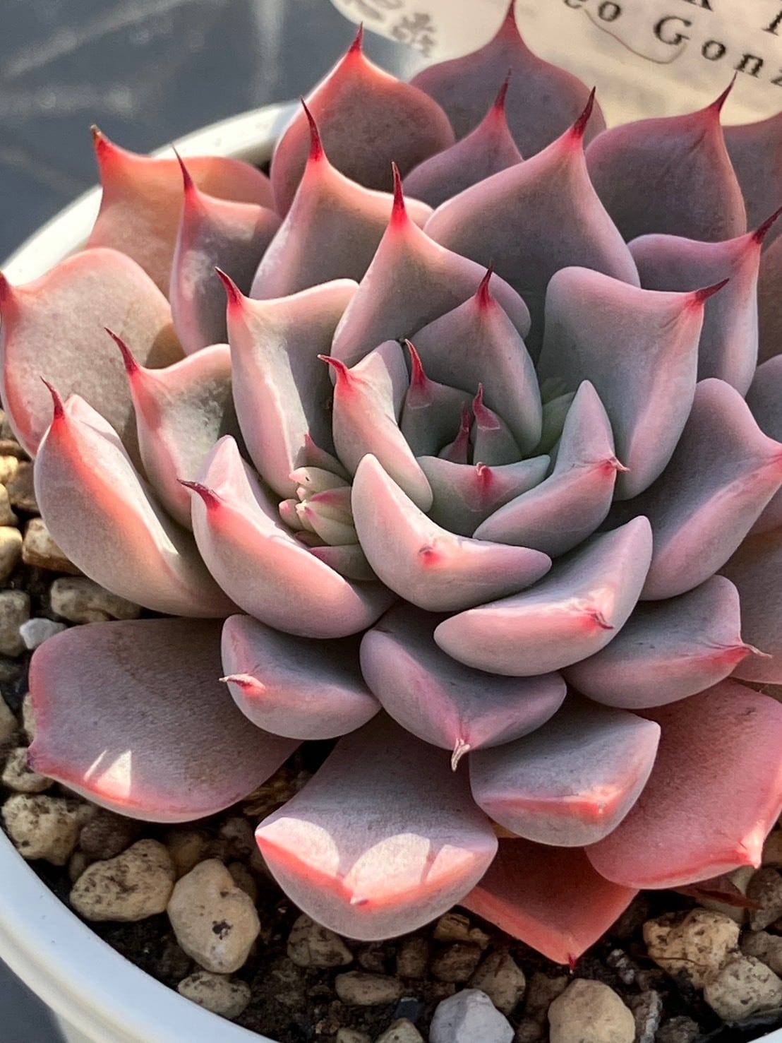 現物商品】クスピダータ ピンクフォーム Leo Gonzalez | 多肉植物研究所