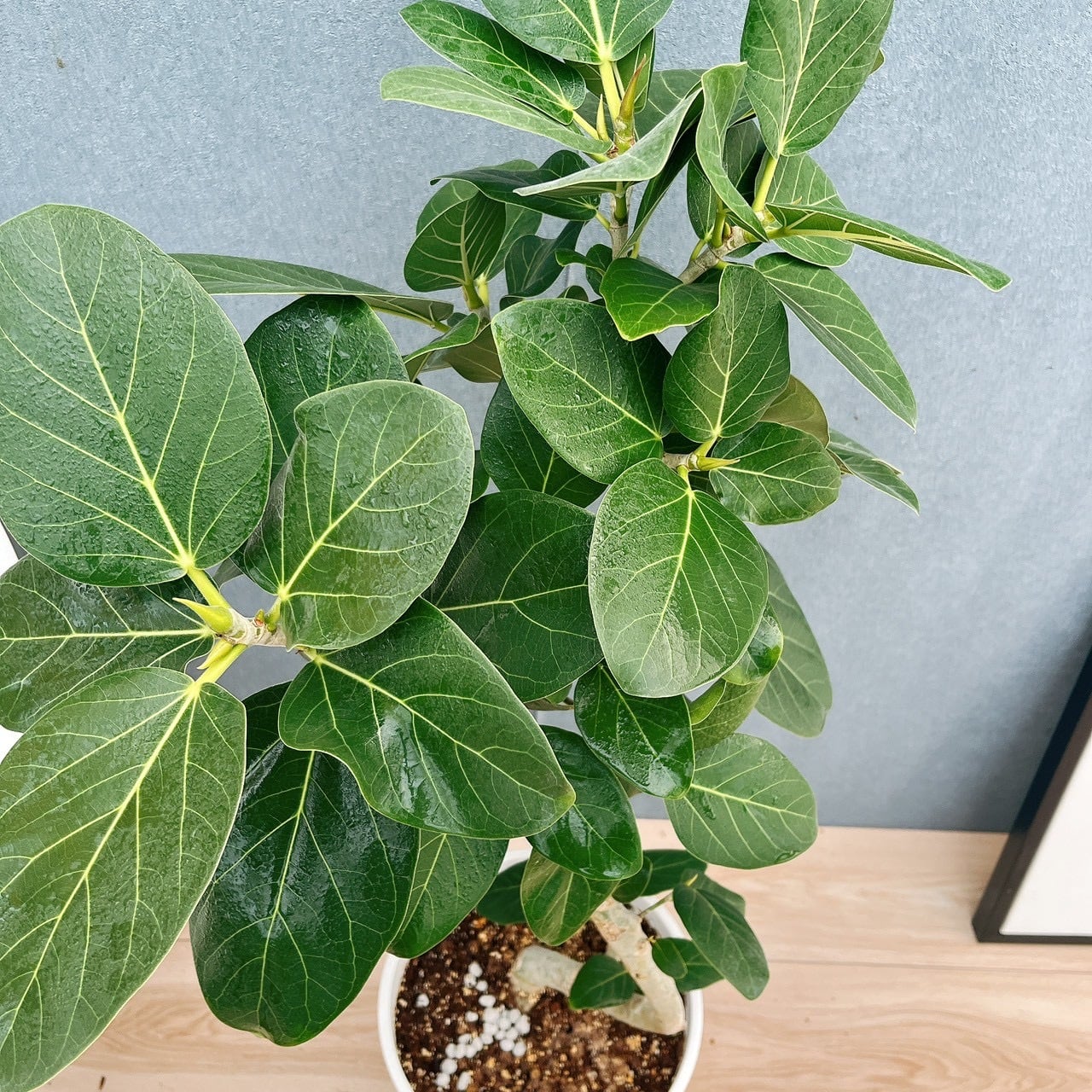 ［現品］97番　フィカス　ベンガレンシス　曲がり 8号　観葉植物　室内　大型 現品］A1 フィカス ベンガレンシス 曲がり 8号 観葉植物 室内 大型