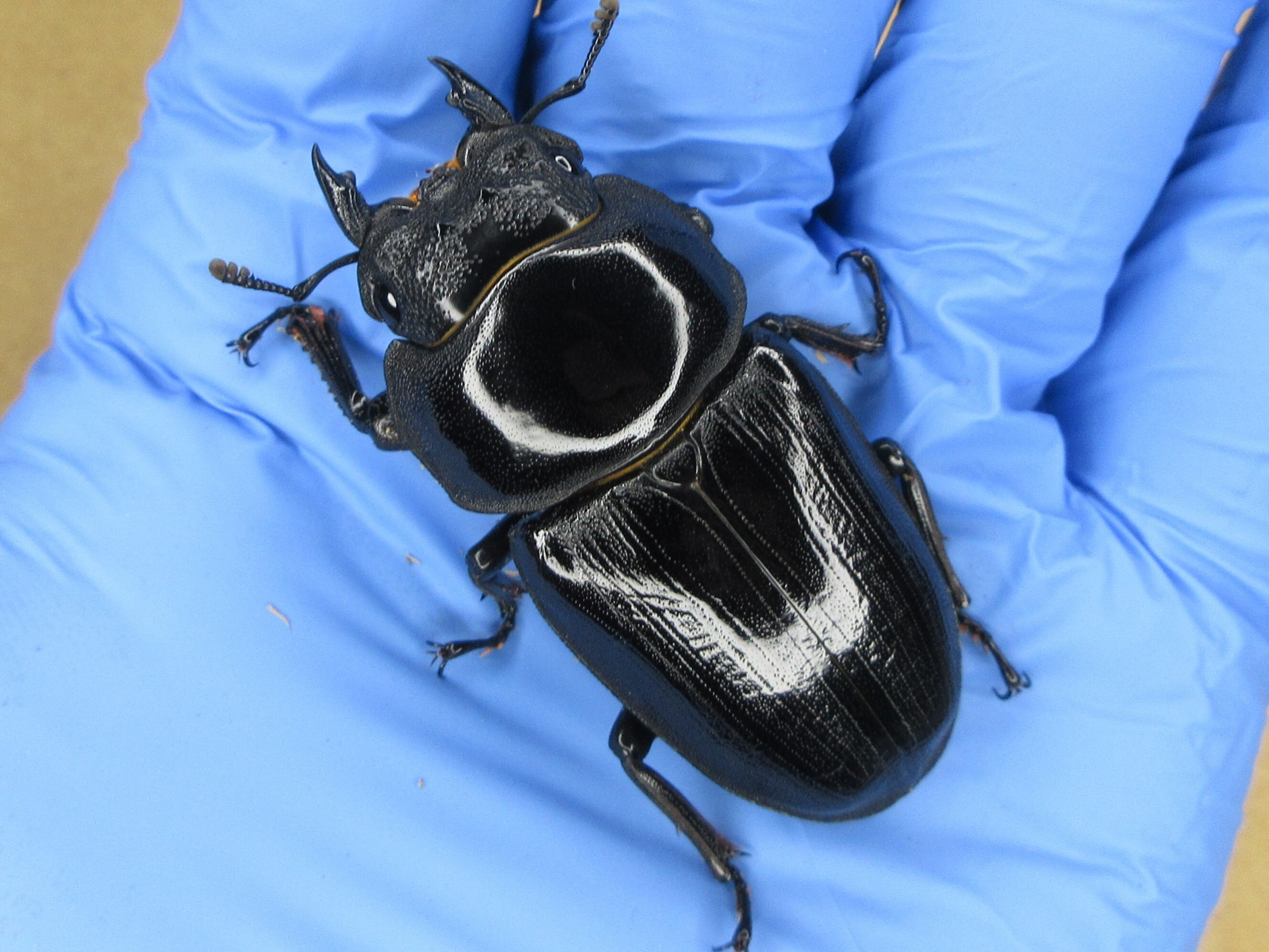 ◆能勢YG血統◆　オオクワガタ　♂80.0mm + ♀52.0ｍｍ+おまけ♀　新成虫　同腹３頭 能勢YG血統オオクワガタ新成虫ペア♂80.0mm♀52.0mm(綺麗な個体