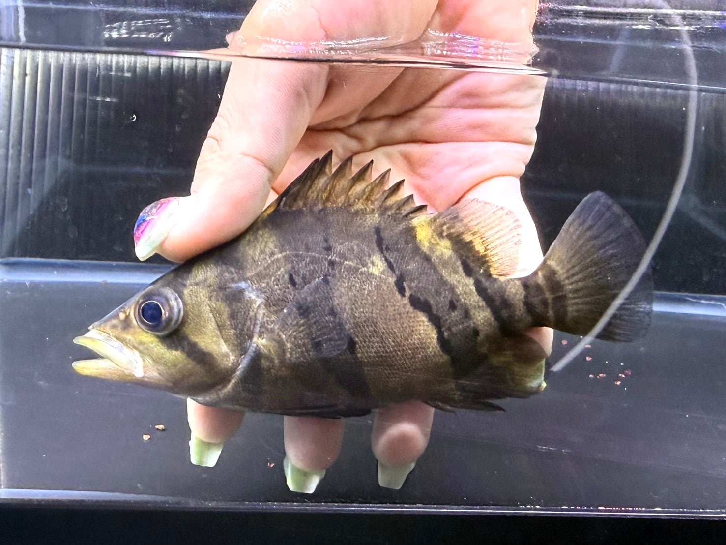 ダトニオ リアルバンド シミあり 第一回 ダトニオリアルバンド シミ調査報告？ | 30代リーマンの大型魚