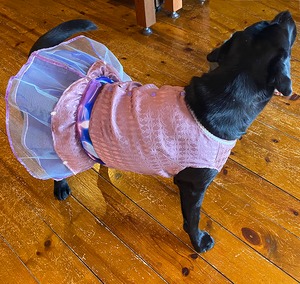 わんこ服大型犬用LL "ドレッシーなリバーシブルワンピ・チュール付き”G-1