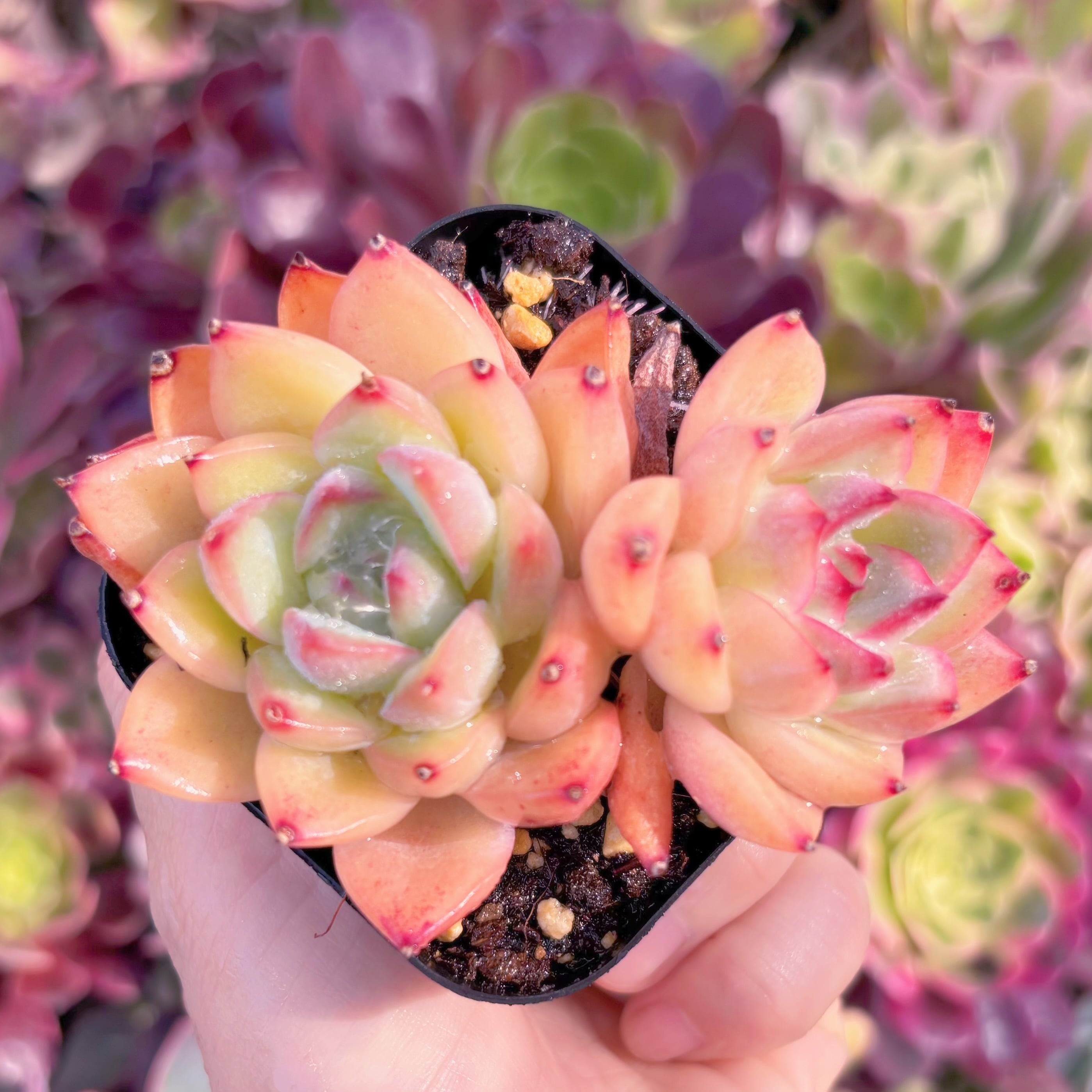 現品　Alabama#B59　るる農園