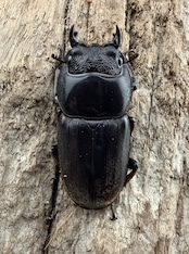 【WD】《スマトラオオヒラタ アチェ産 87mm ペア》