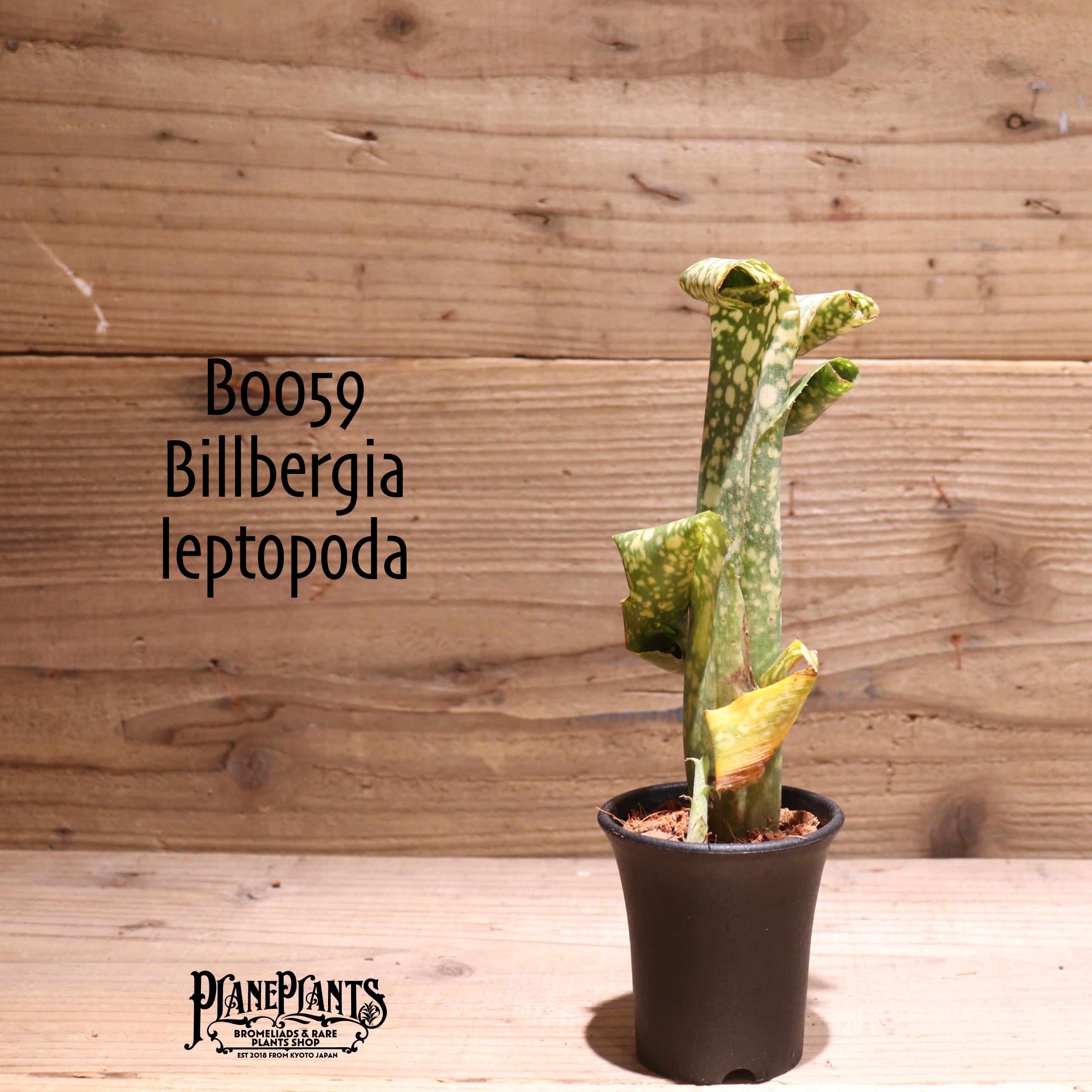 送料無料】Billbergia leptopoda〔ビルベルギア〕現品発送B0059