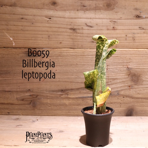 【送料無料】Billbergia leptopoda〔ビルベルギア〕現品発送B0059
