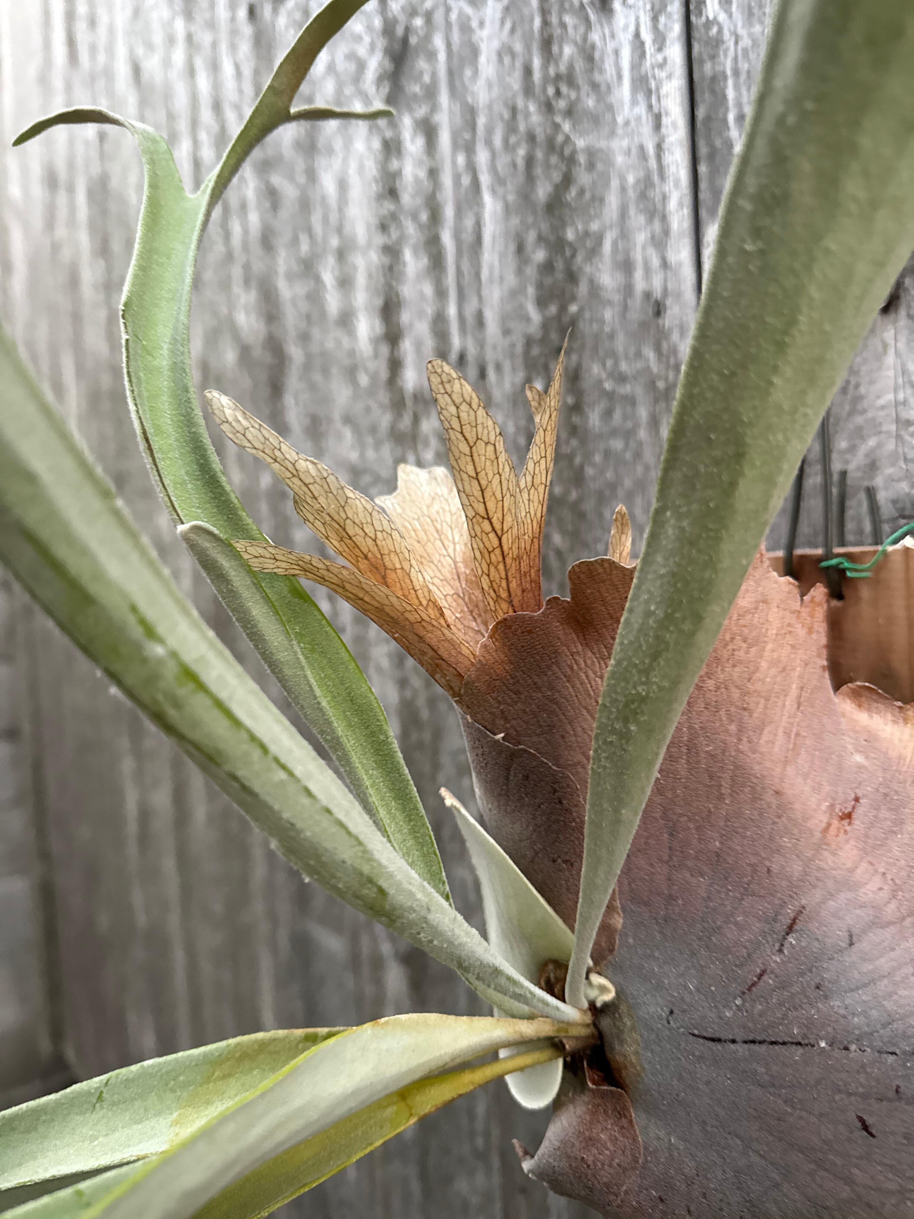P. Veitchii 'Pang Sida' 大株 P. veitchii cv. Pang Sida (pup) | naturefix