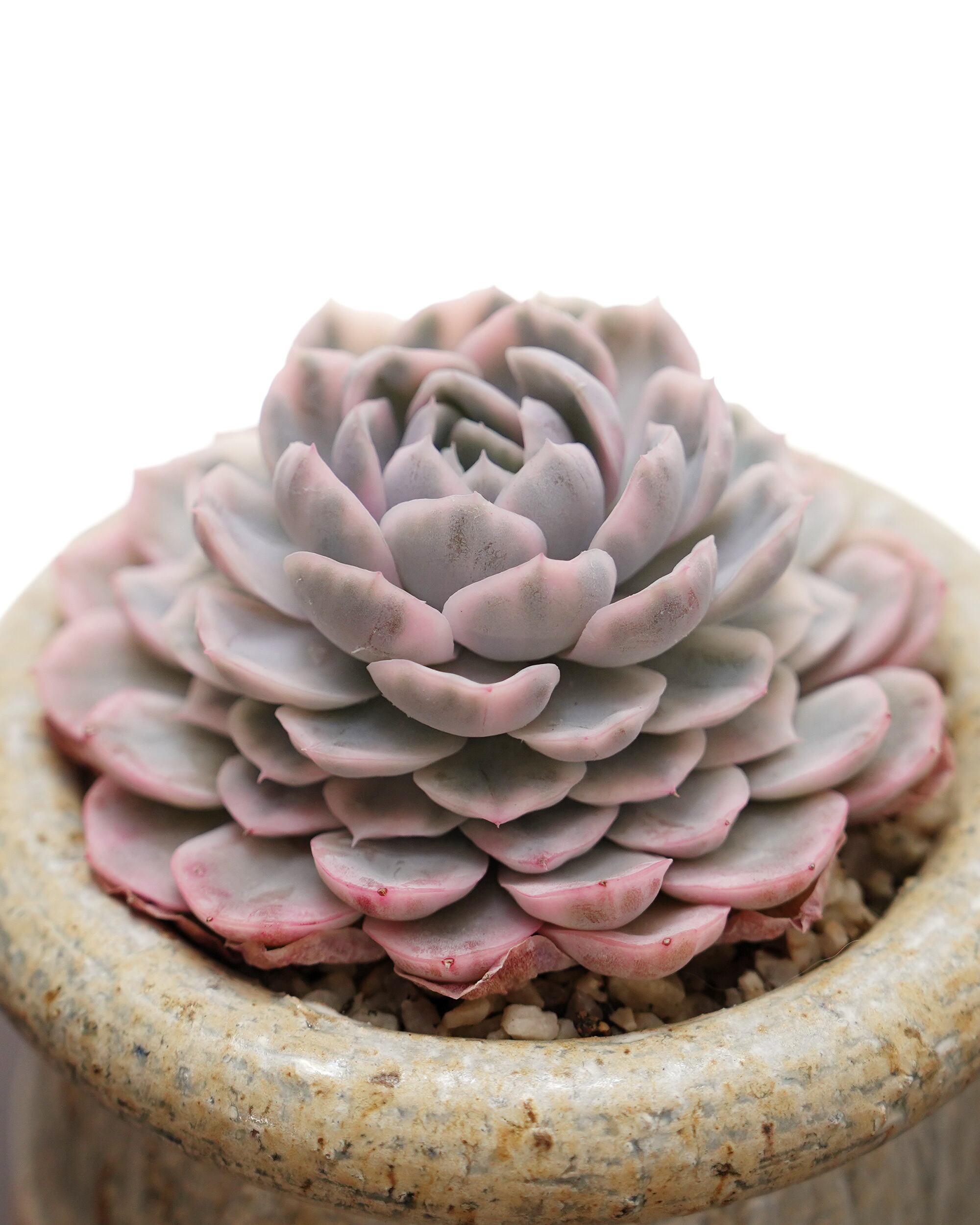 抜き苗 スノーボール錦 Echeveria 'Snowball Variegated' | PUKUBOOK