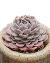 抜き苗 スノーボール錦 Echeveria 'Snowball Variegated'