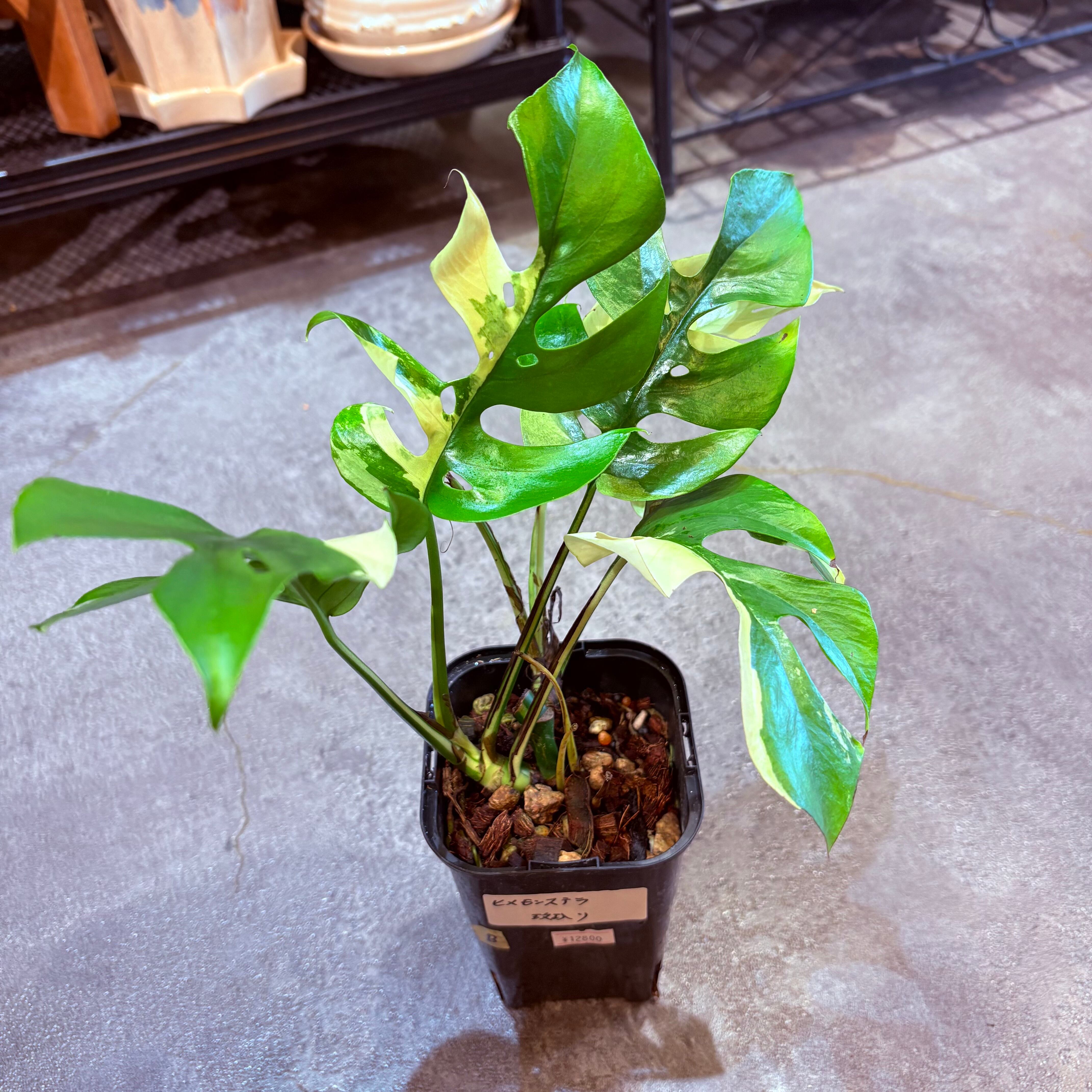 斑入りマドカズラ 斑入り マドカズラ 斑入り マドカズラ ハーフムーン