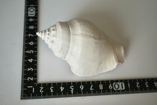 フロリダ州産 巻貝化石 Strombus alatus 1534