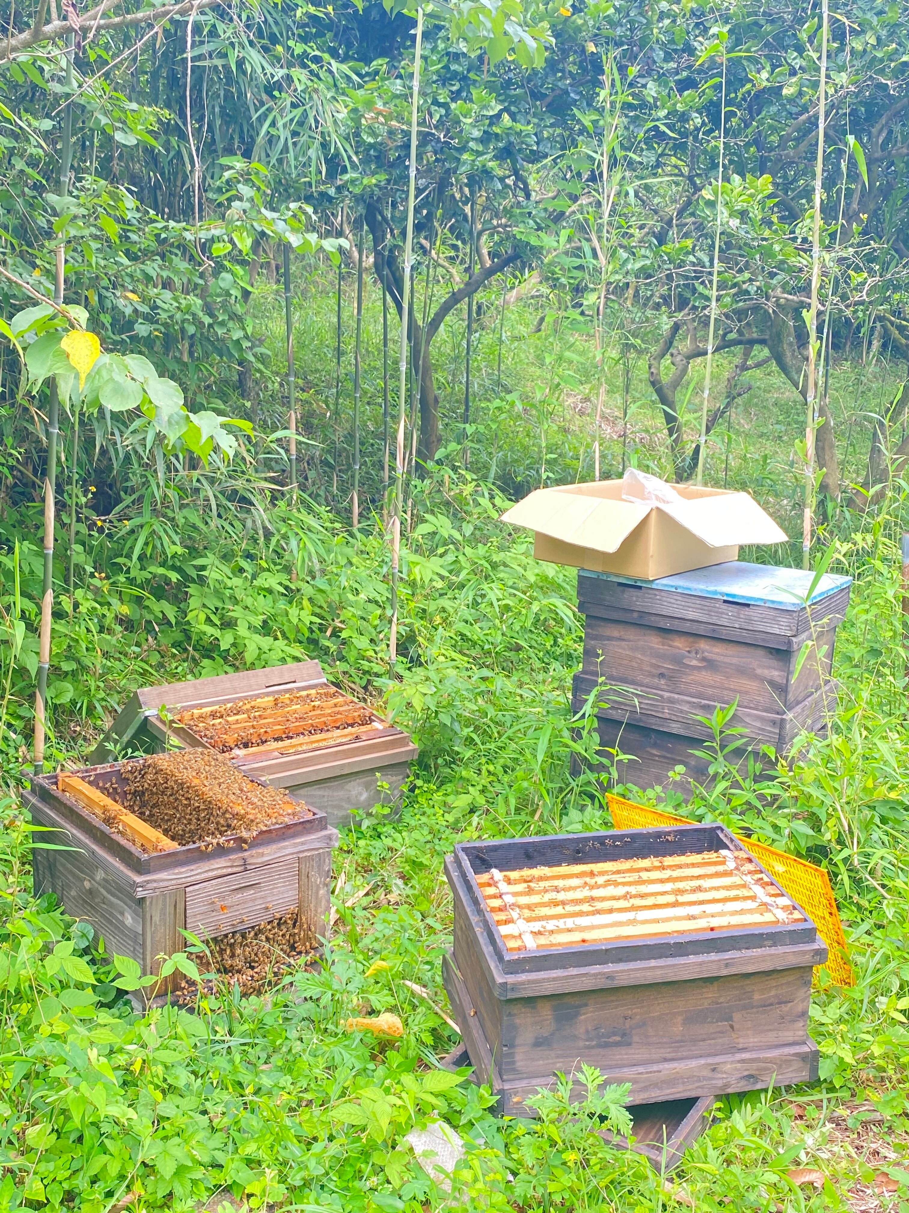 大分県産 かぼす畑のはちみつ 250g | KKFARM / 工藤桂子