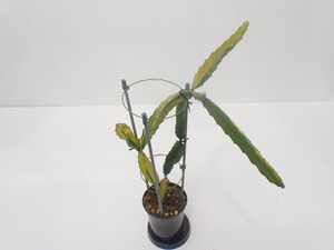Selenicereus(Hylocereus) 斑入り　鉢直径１１．５ｃｍ　あんどん仕立て