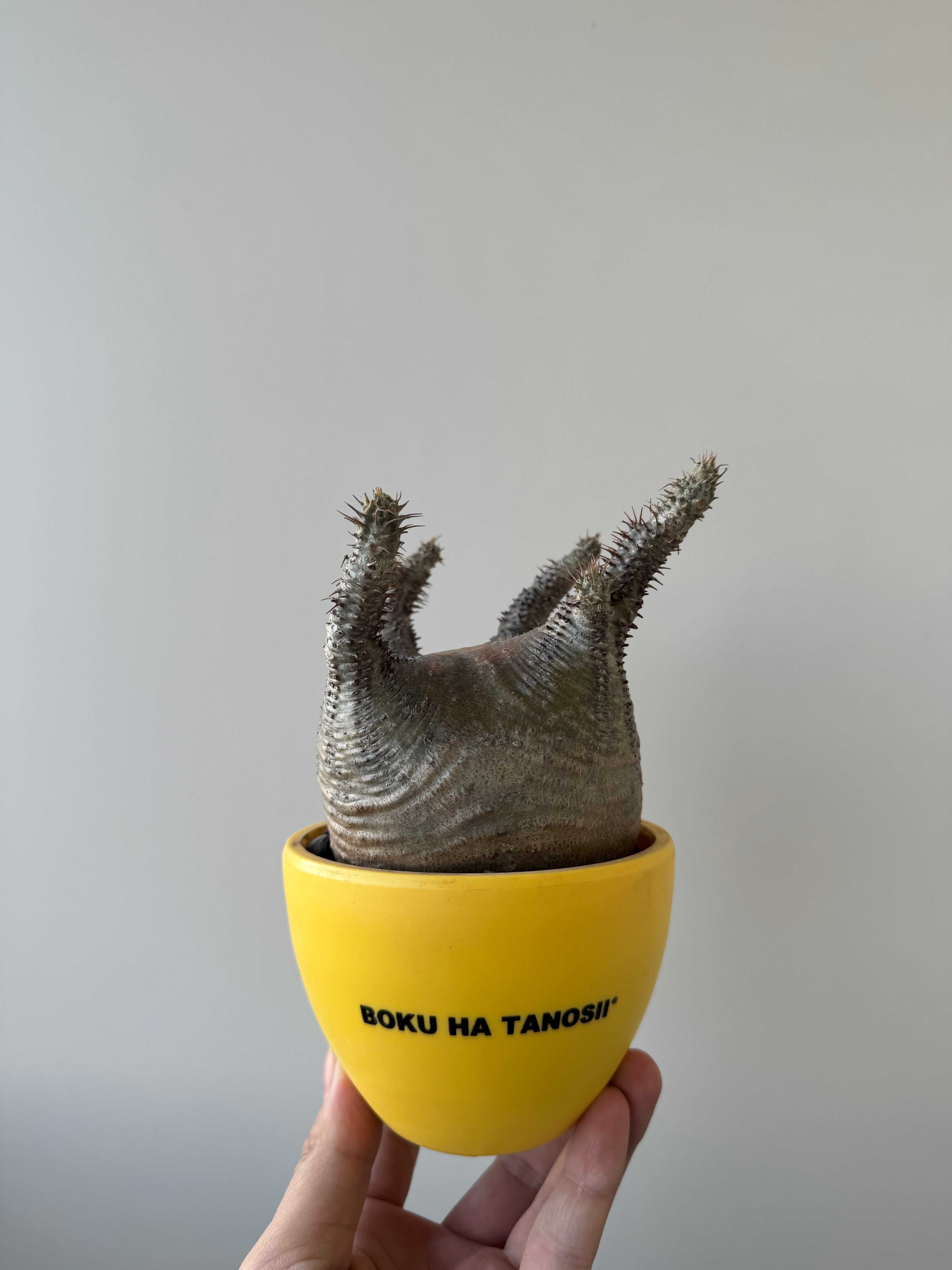 【新着】Pachypodium Gracilius × ボクタノ鉢 【ウンコちゃんの家具屋さんver】パキポディウム グラキリス 象牙宮