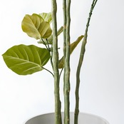 ウンベラータ 165㎝［人工観葉植物・フェイクグリーンT］