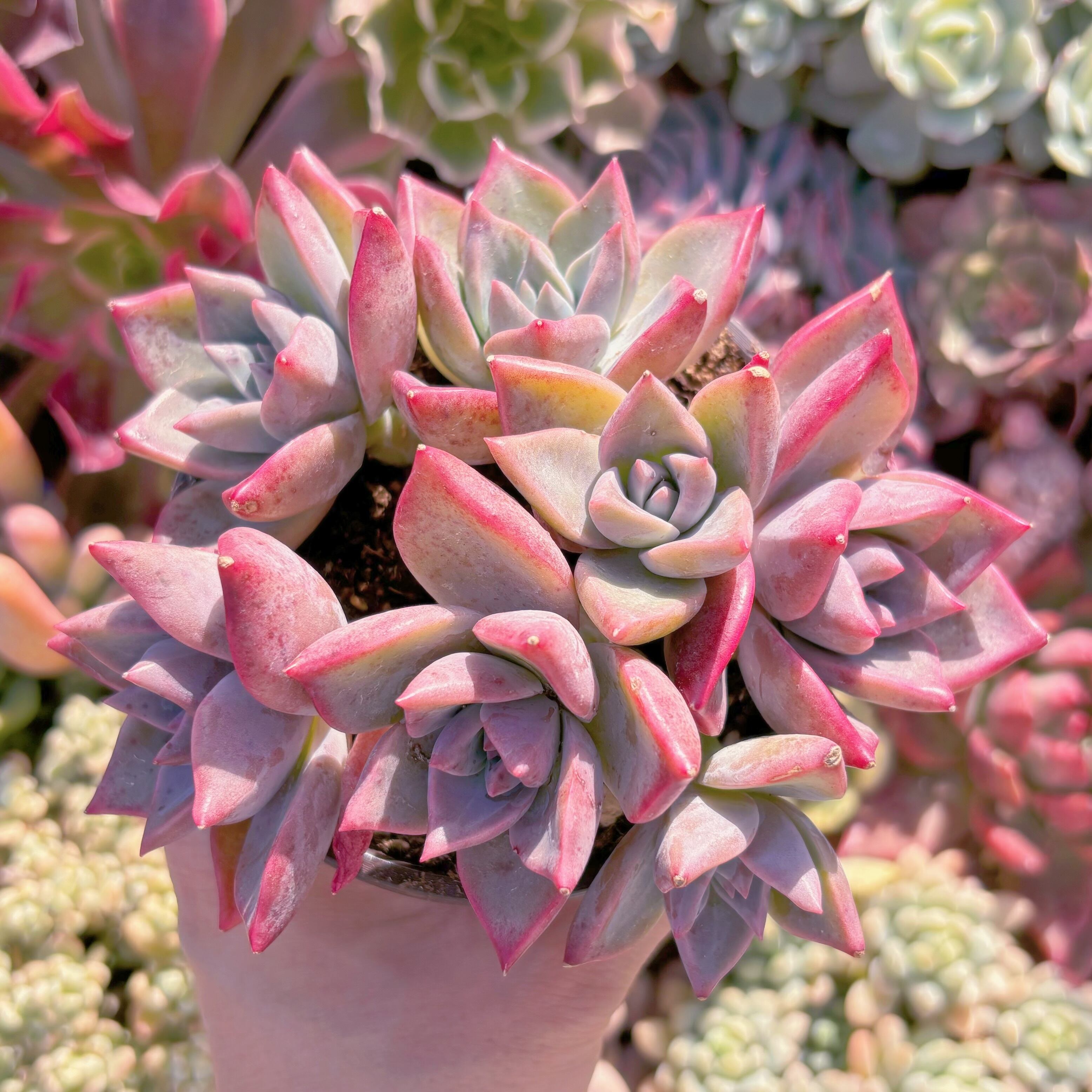 現品　雪月#036　るる農園