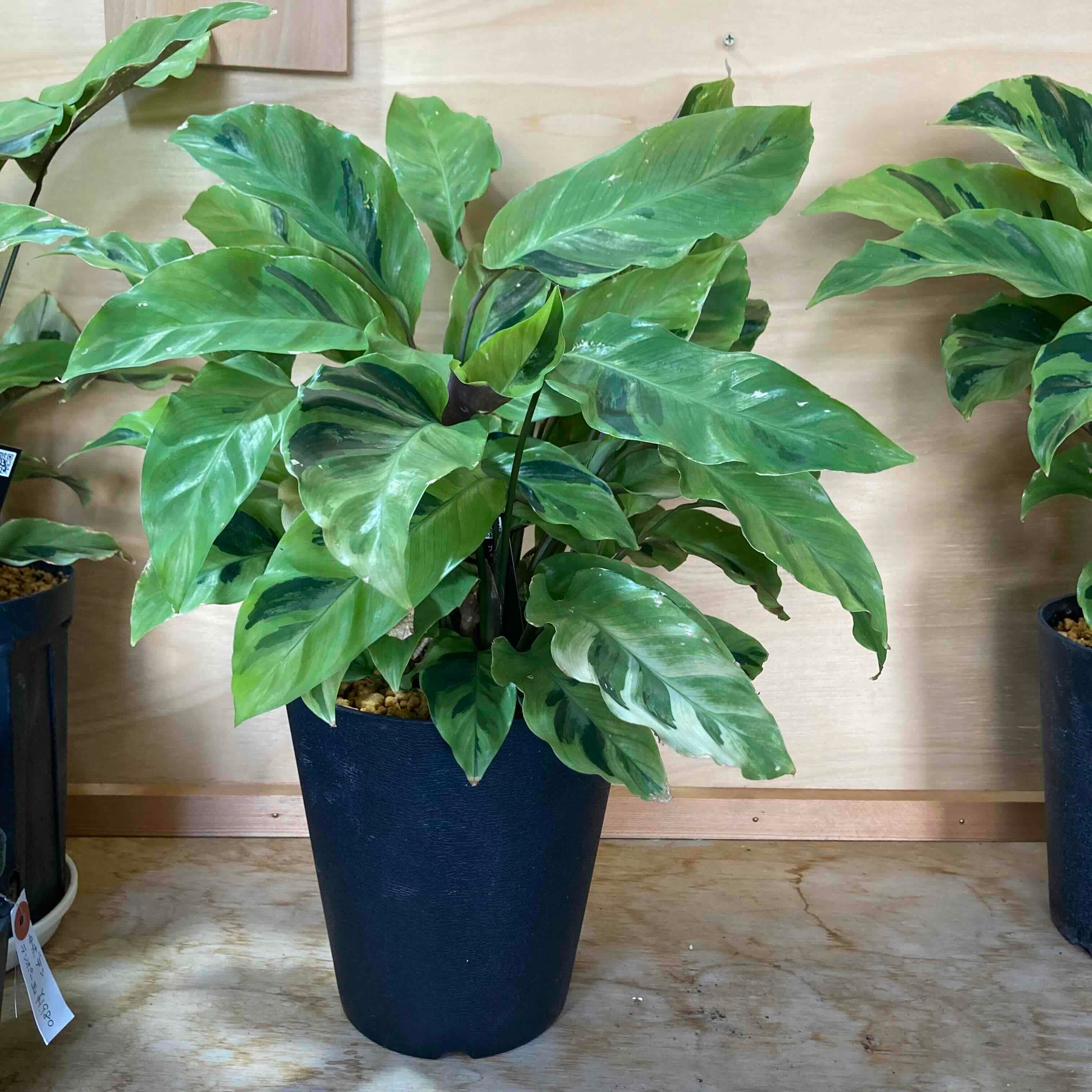 カラテア・タイビューティ