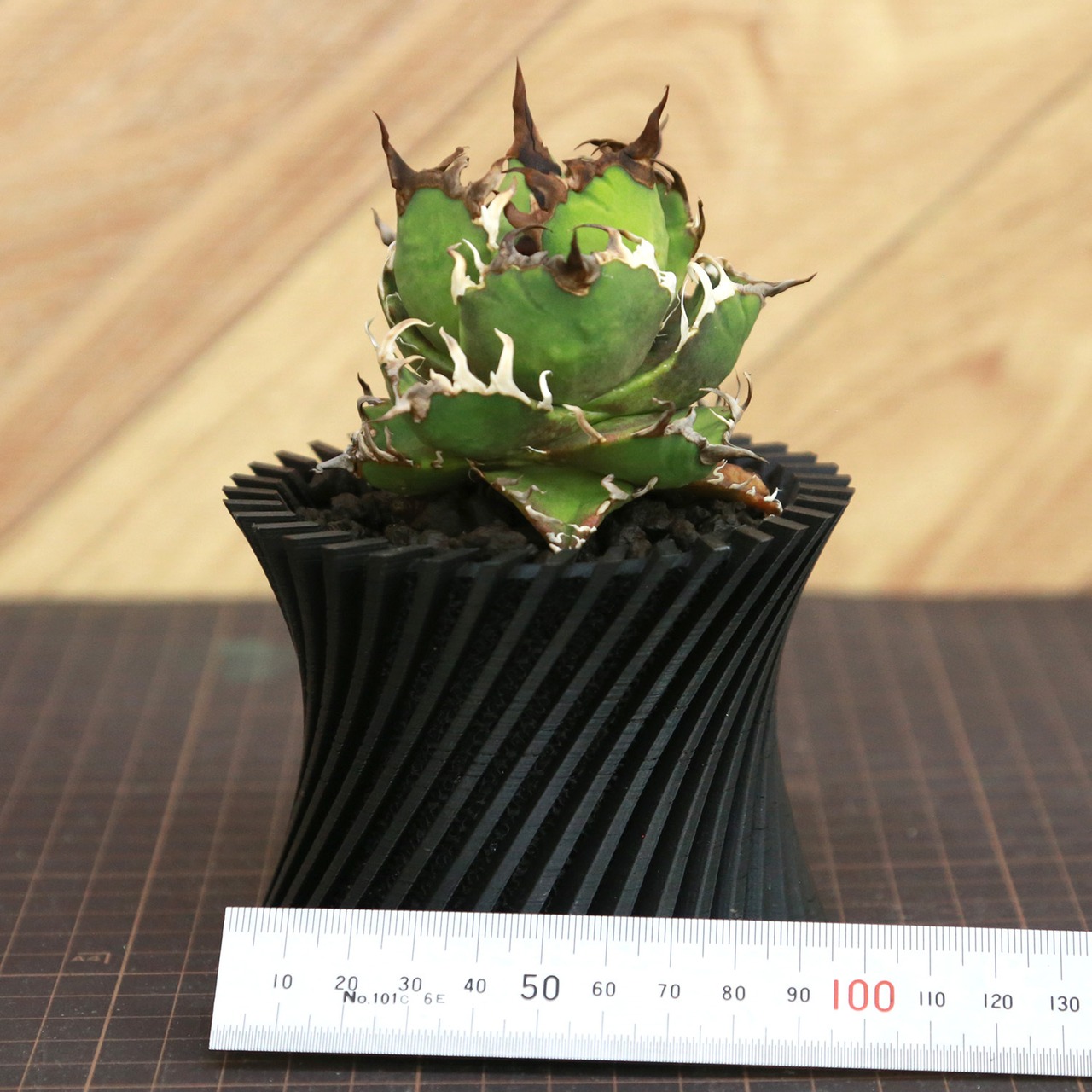Agave Titanota Super Red Catweezle アガベ チタノタ スーパーレッドキャットウィーズル / TC株 / 3合鉢 / Lot.001