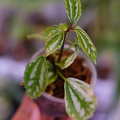 Pilea cadierei variegated③│ピレア カディエレイ 斑入│観葉植物