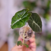 Alocasia ‘Venom’ / アロカシア・ヴェノム④ | 観葉植物