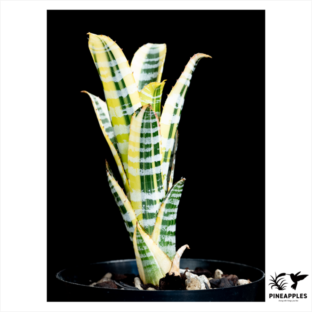 Aechmea chantinii 'Skotak's Wild Ace' - 3