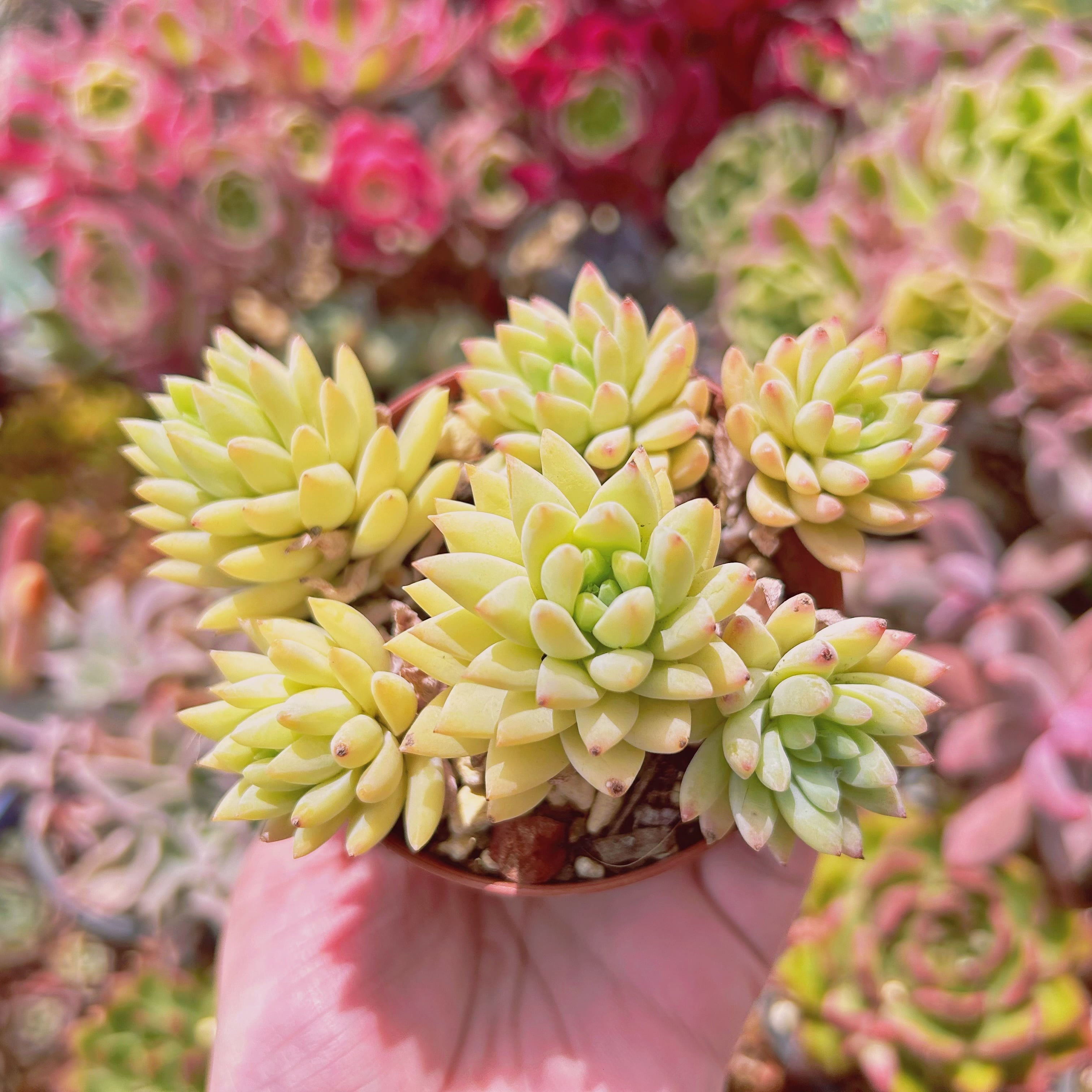 #2185現物　多肉植物　シルバーフロスト