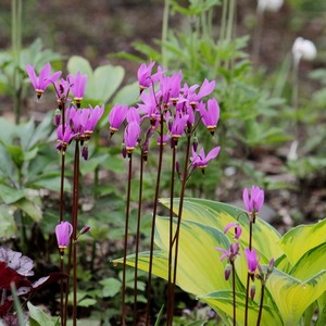 宿根草 ドデカセオン シューティングスター