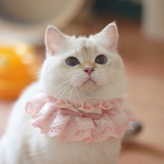 バイカラーリボンエプロン 猫 レース 付け襟
