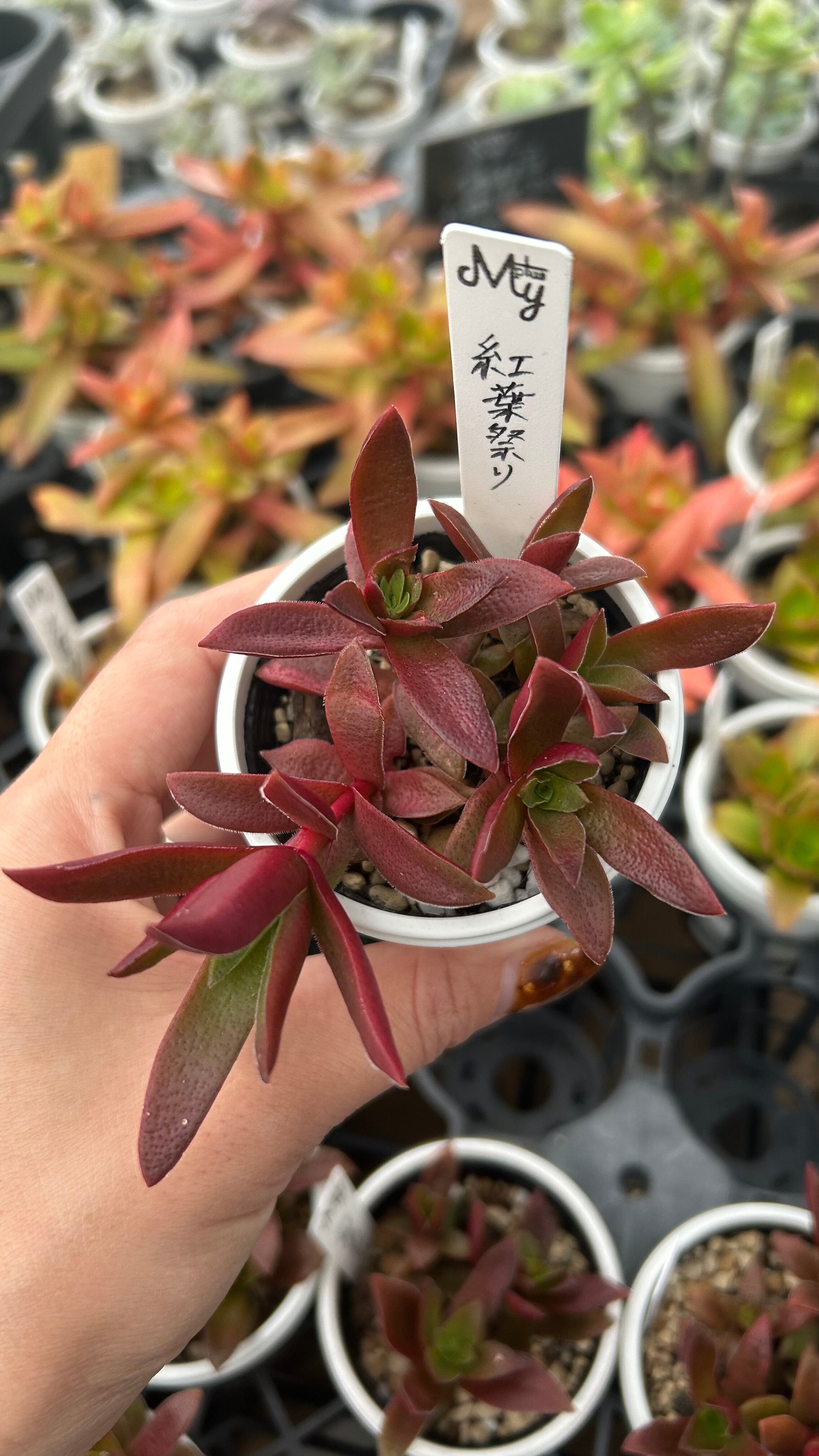 紅葉祭り 多肉植物 クラッスラ 安心の生産ポットそのまま販売（8個