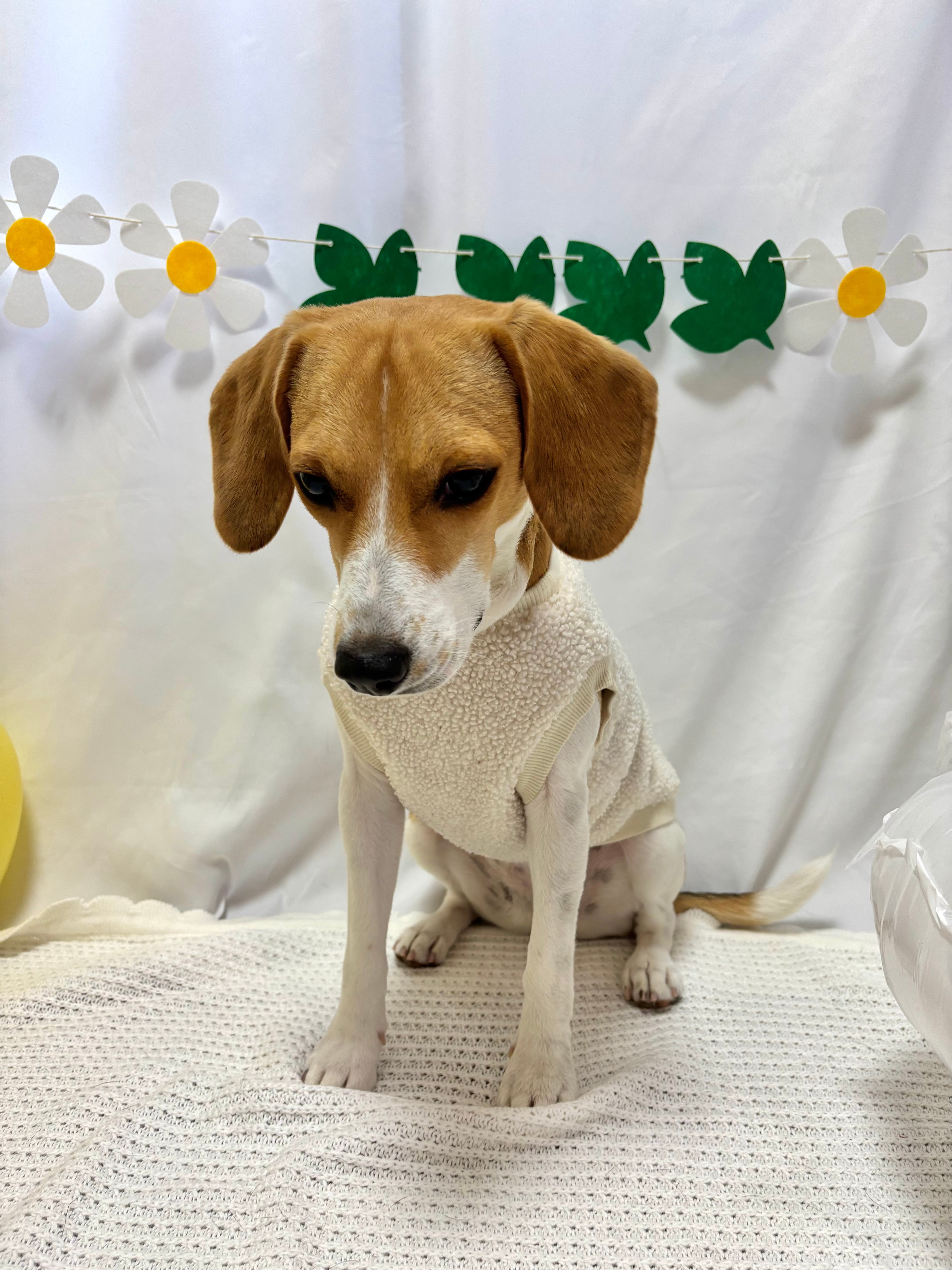 ホワイトシープボアトップス