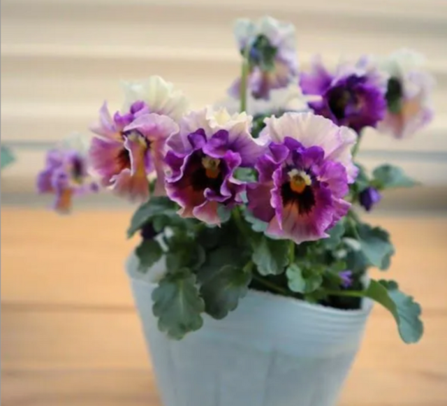 ビオラ　『アイクルール』　3.5号ポット