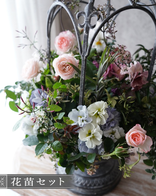 【花苗セット】水色プリムラとミニバラ ラブリーモアの花苗セット